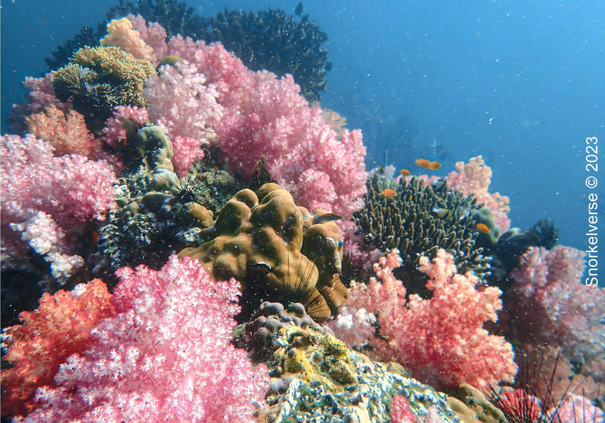 Jabang Pink Coral 78