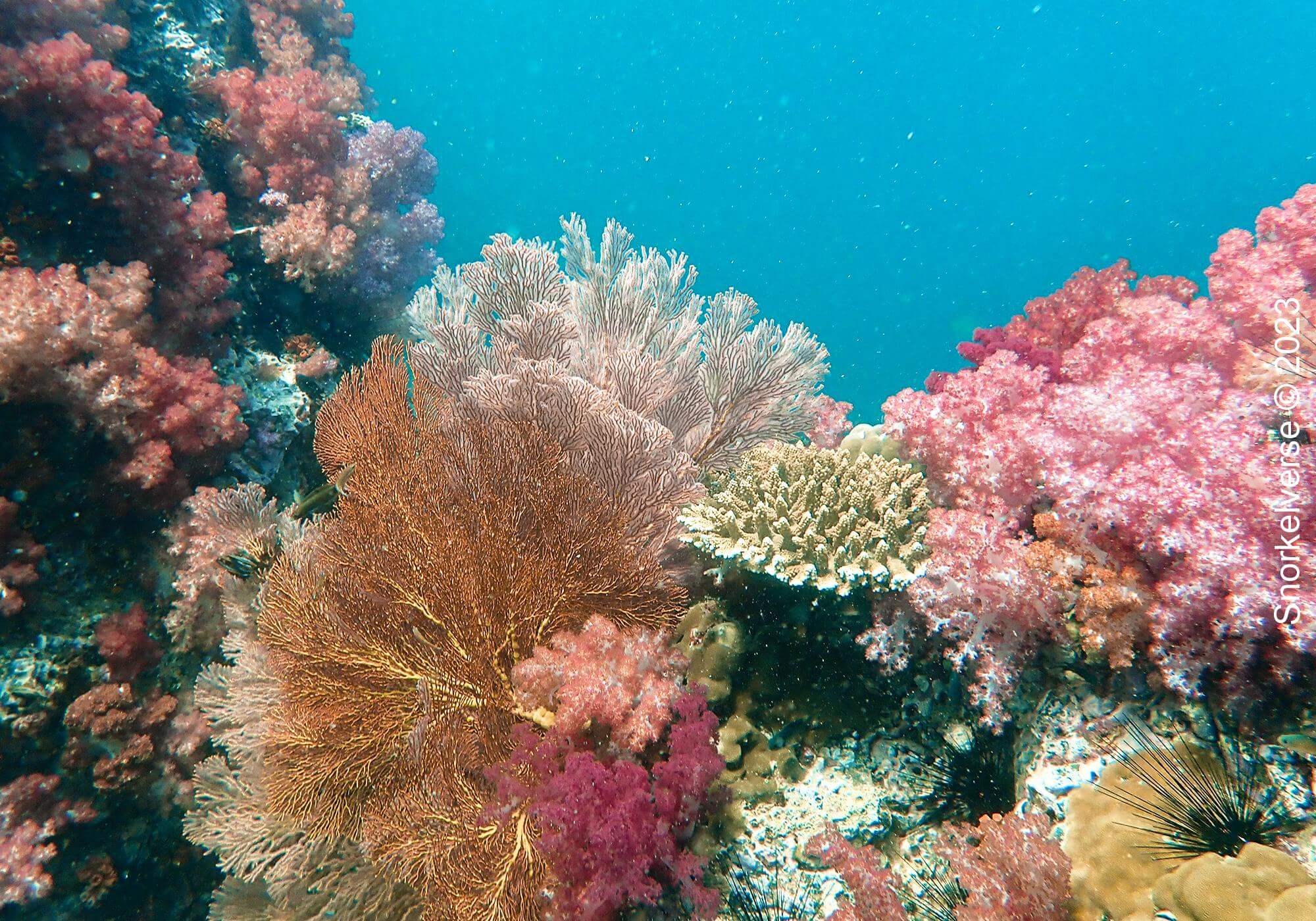 Coral Reef, Jabang, Koh Lipe, Thailand