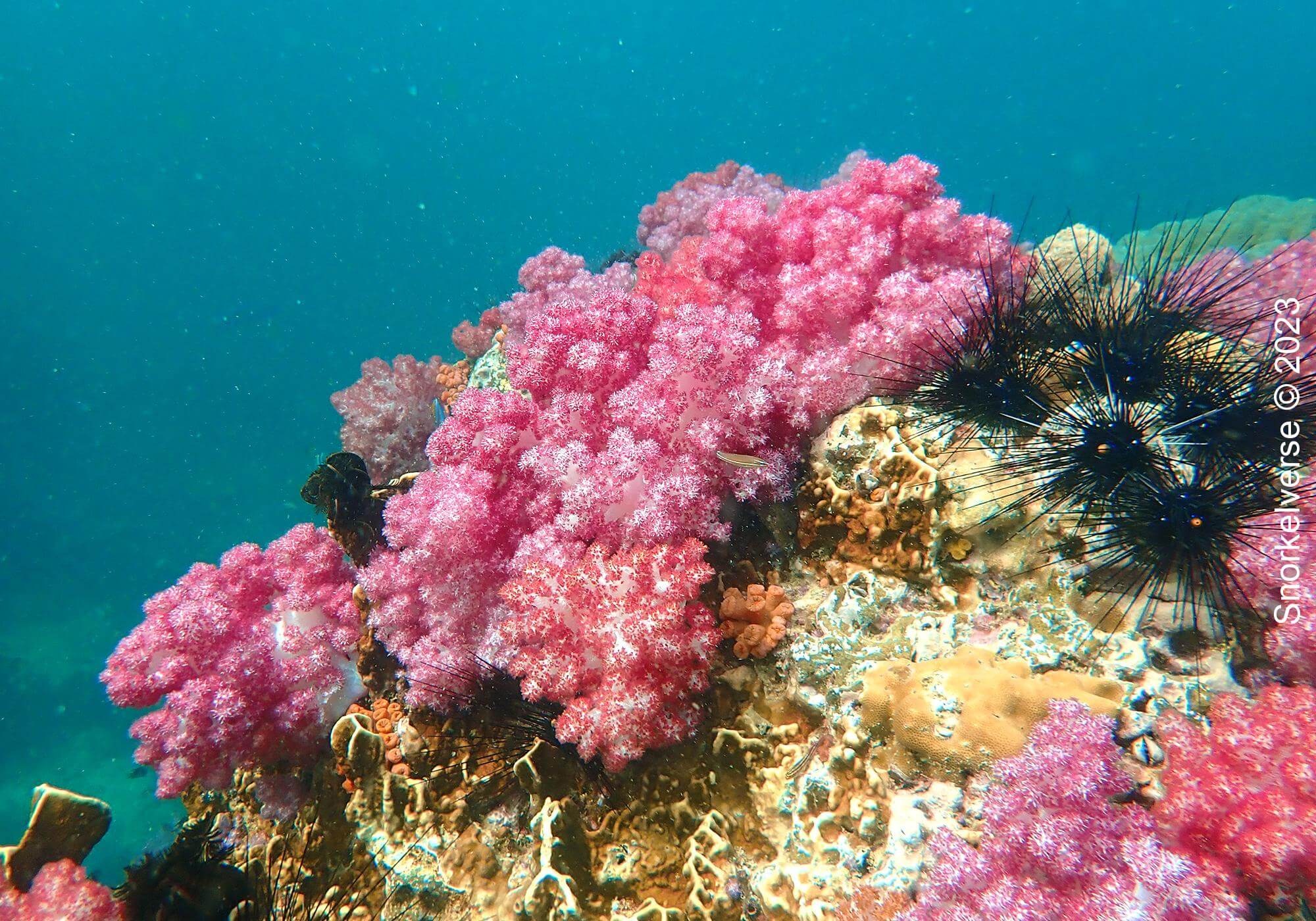 Koh Lipe Half Day Snorkel Trip 28 Jabang Coral
