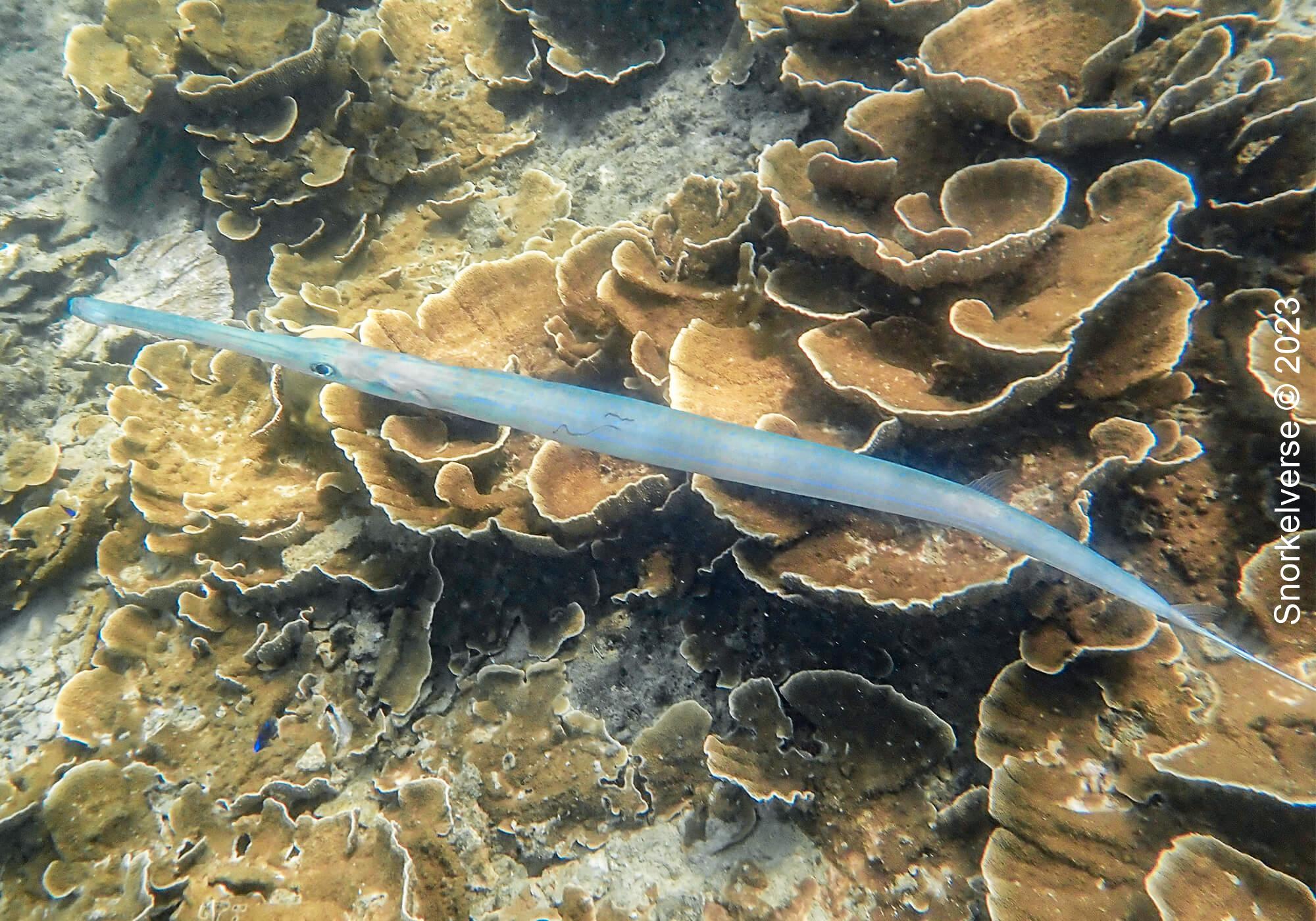Snorkeling the underwater rainforest of Bamboo Island, Phi Phi Islands 30 Keeltail Needlefish