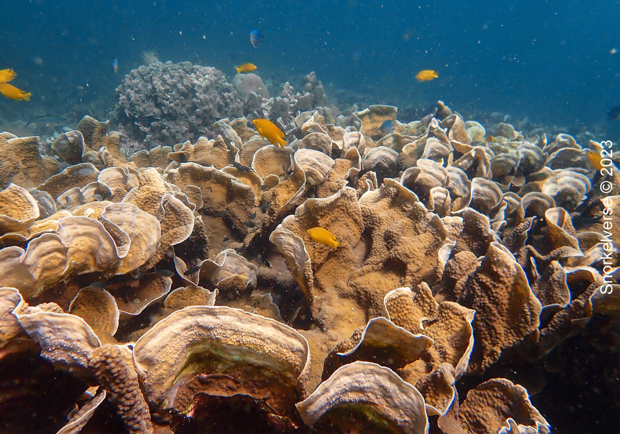 Koh Yang Coral, Half-Day Koh Lipe Snorkel Trip