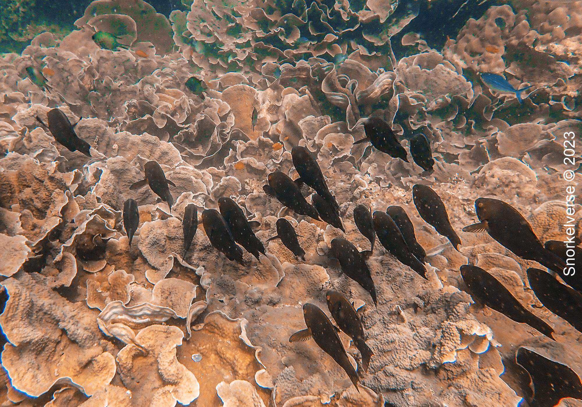Koh Lipe Half Day Snorkel Trip 37 School of Parrot Fish