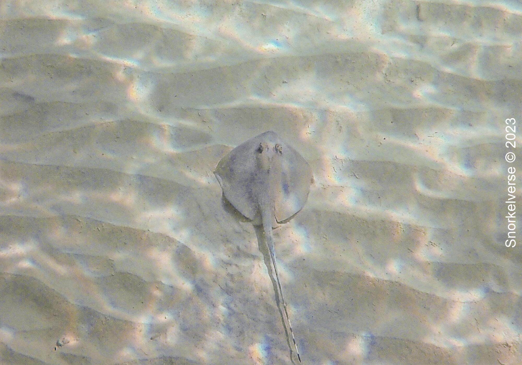 Snorkeling the popular Pattaya Beach, Koh Lipe 41 Kuhl's Stingray