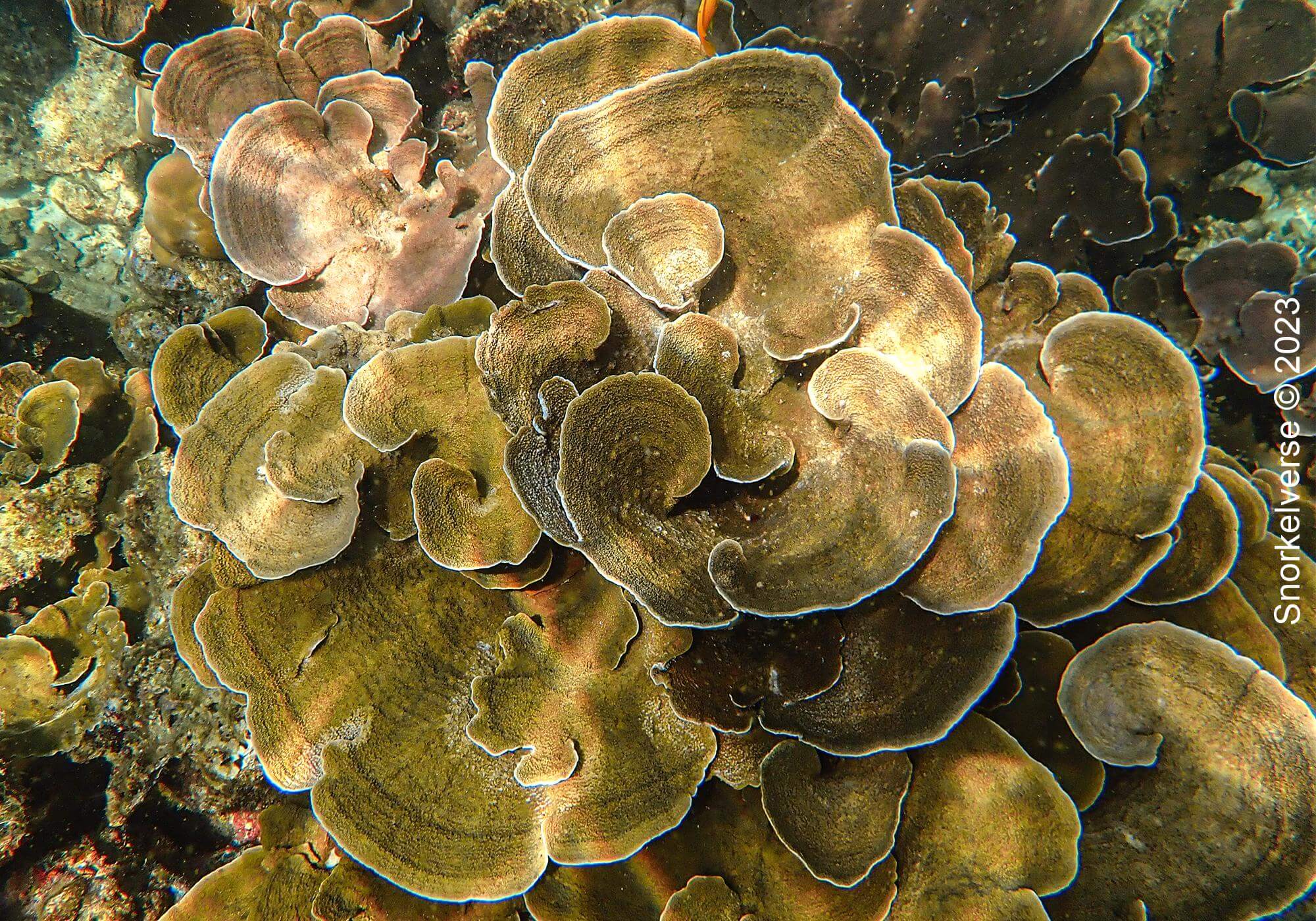 Lettuce Coral, Koh Bulu
