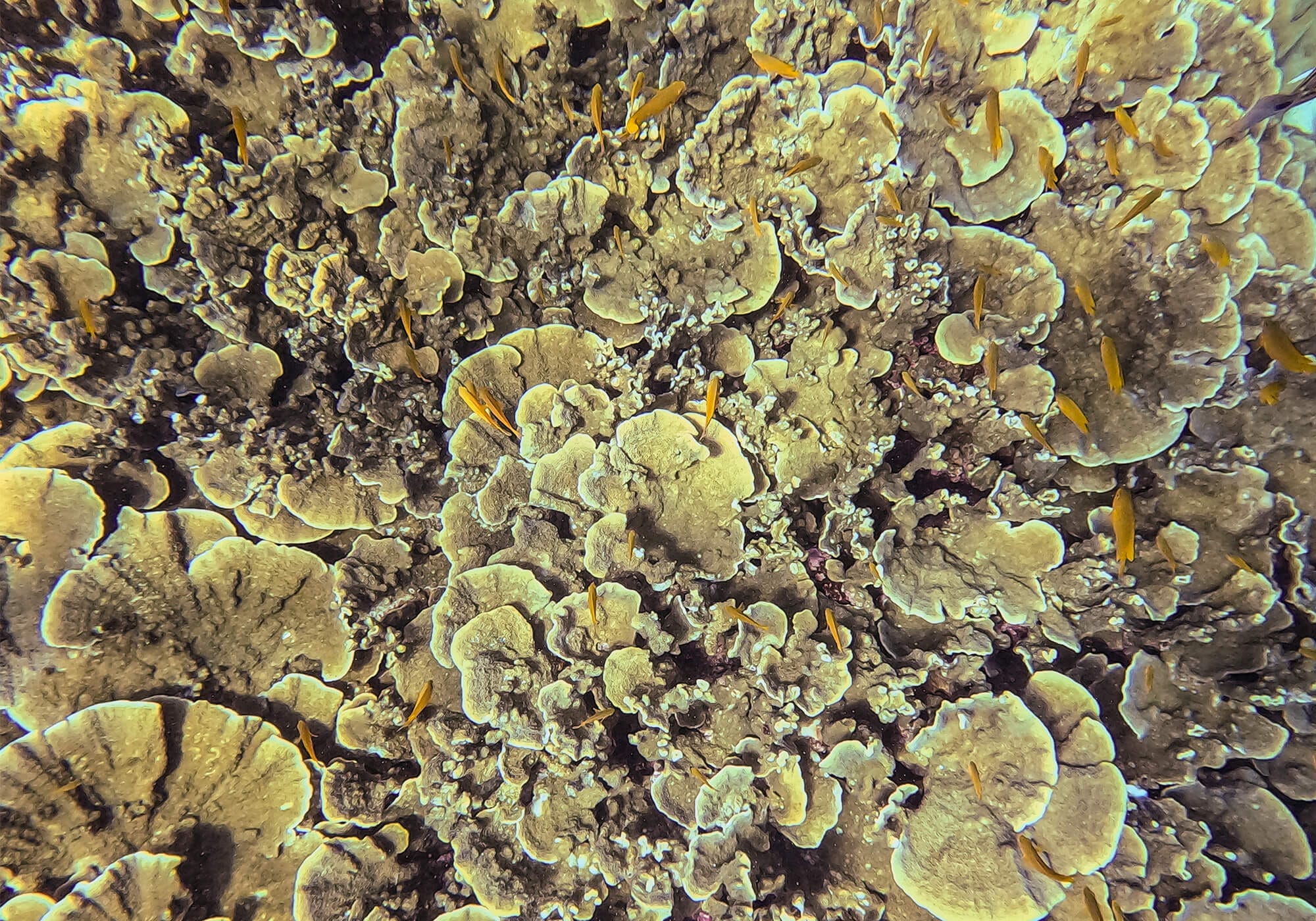 Lettuce Coral