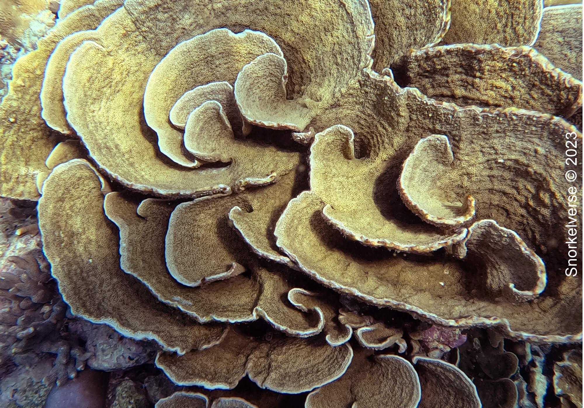 Snorkeling the remote islands of Koh Haa 30 Lettuce Coral Close Up