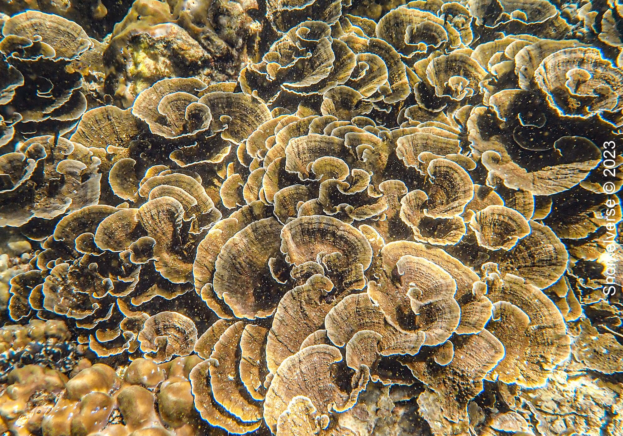 Lettuce Coral Koh Kra