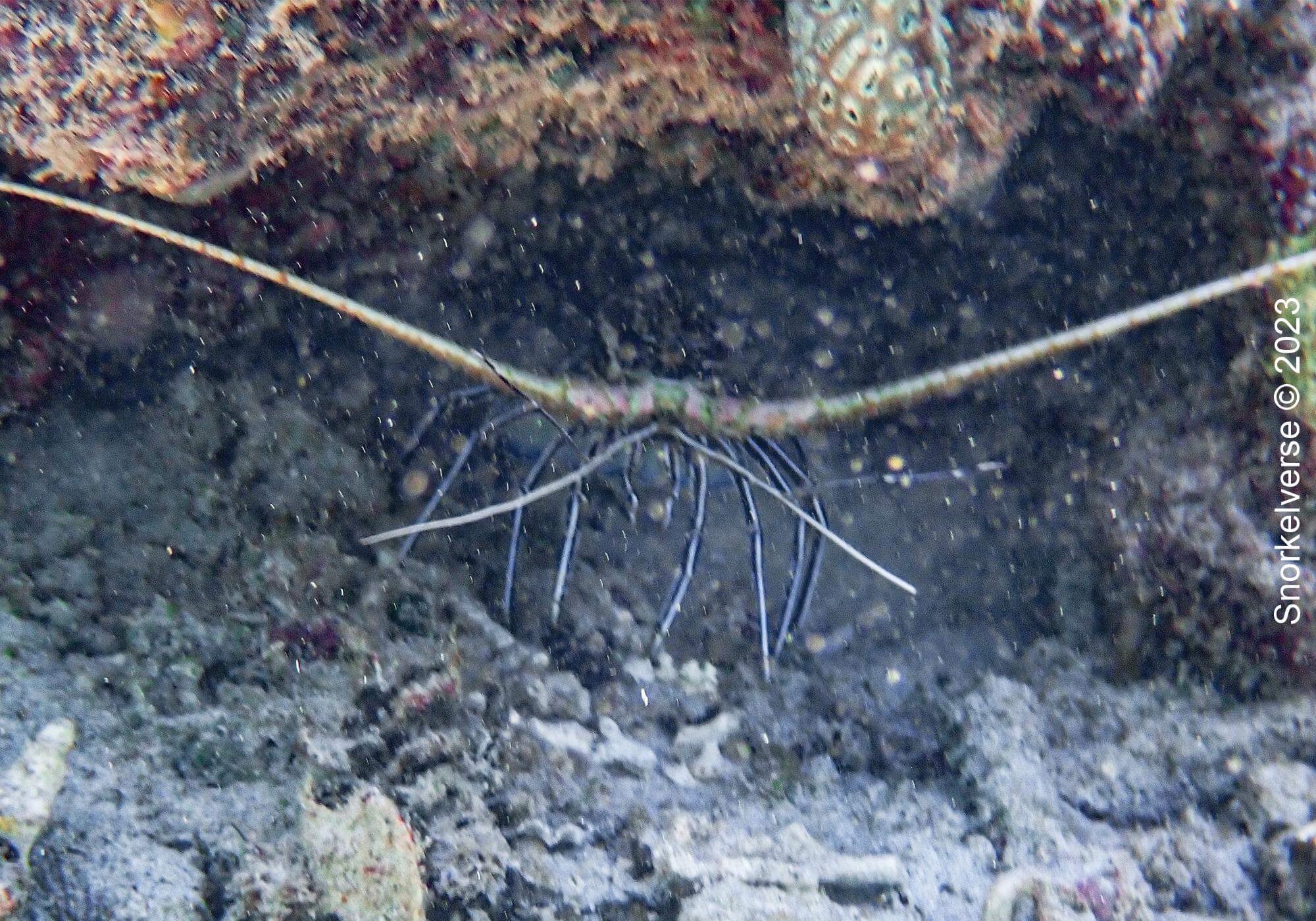 Crustaceans 4 Lobster Gili T, Gili Islands, Bali