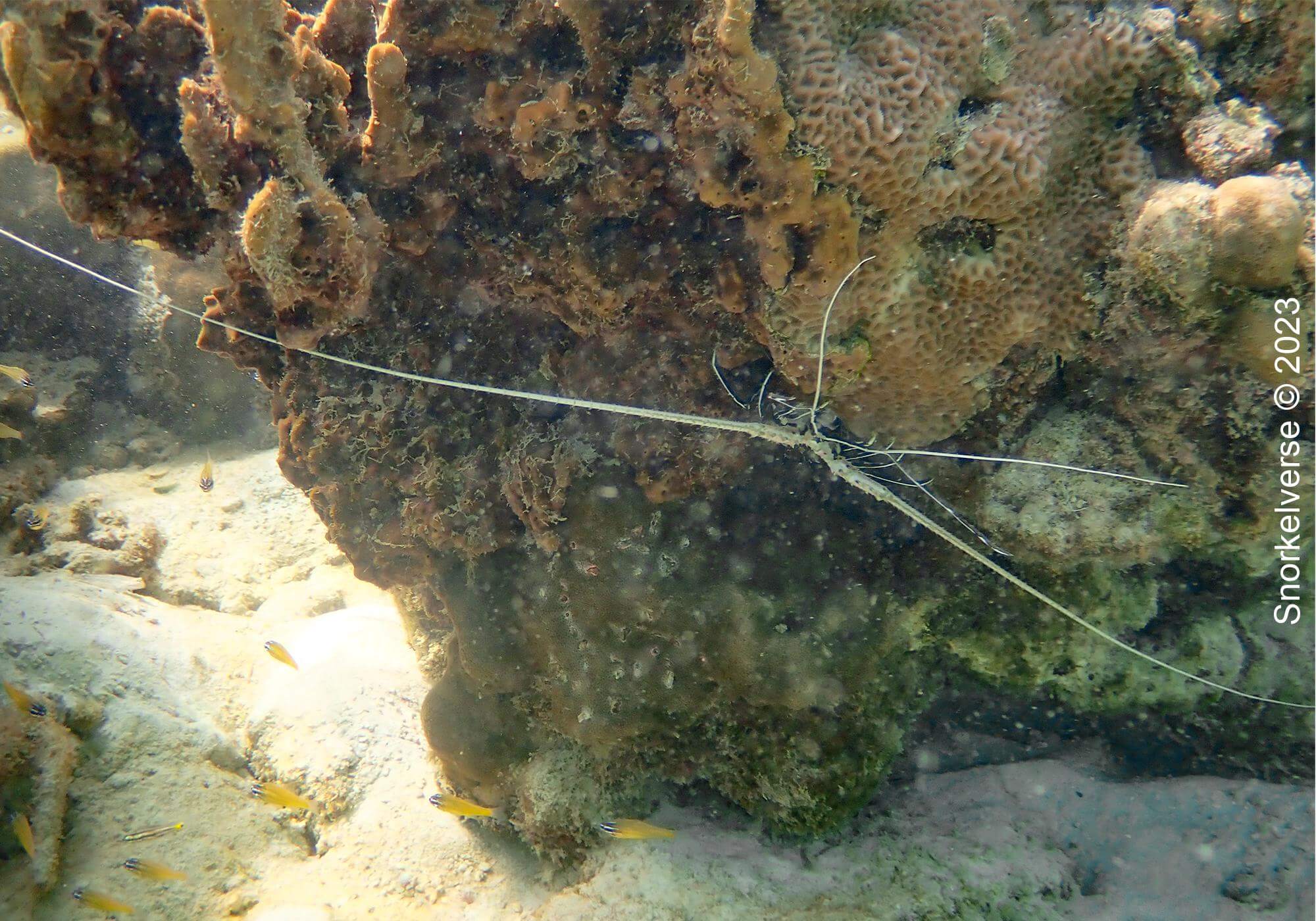 Snorkeling the popular Pattaya Beach, Koh Lipe 37 Lobster