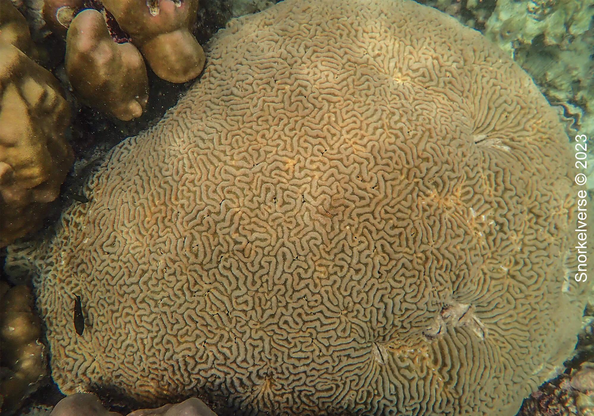 Mazed Brain Coral
