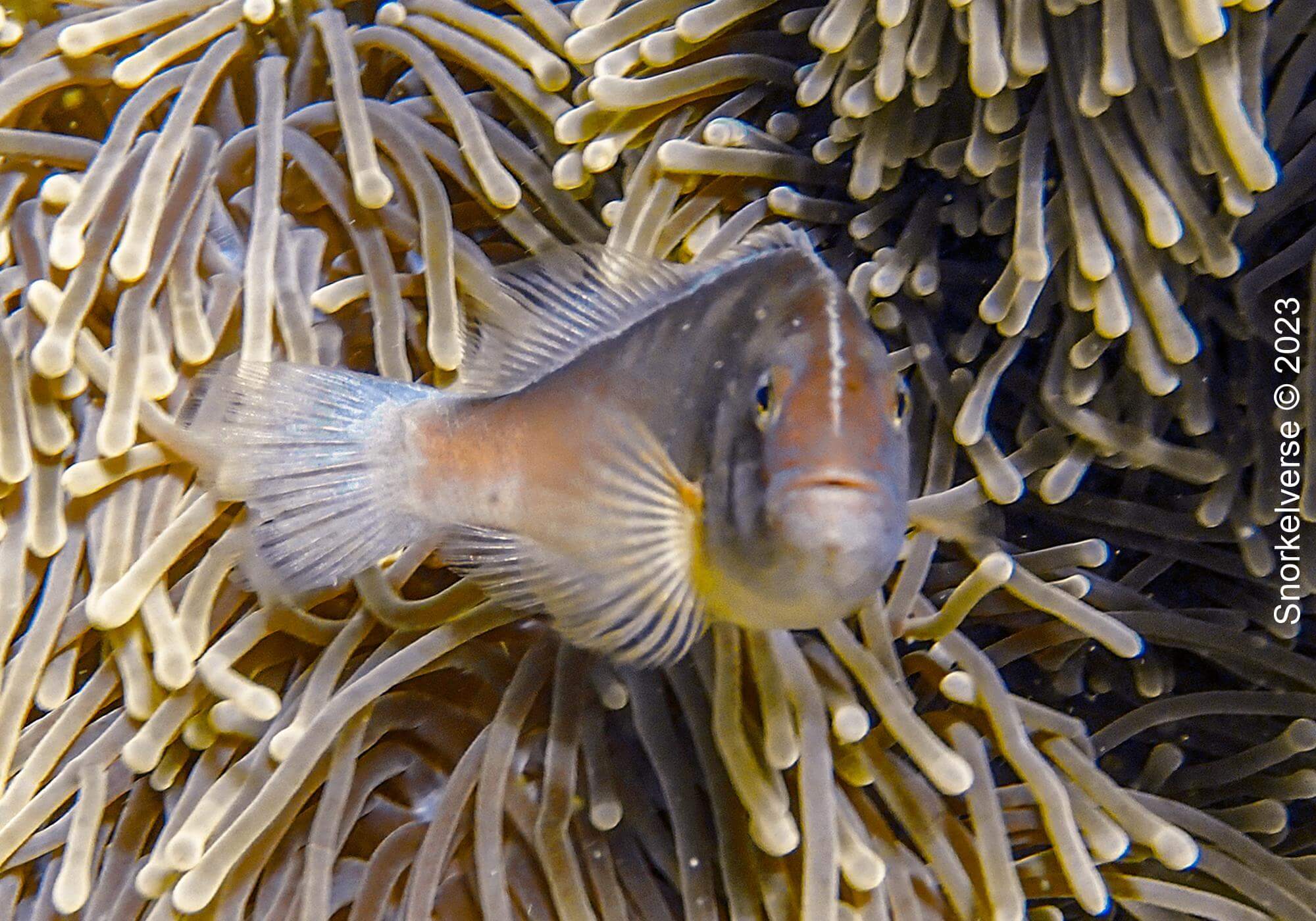 Nosestripe Anemonefish