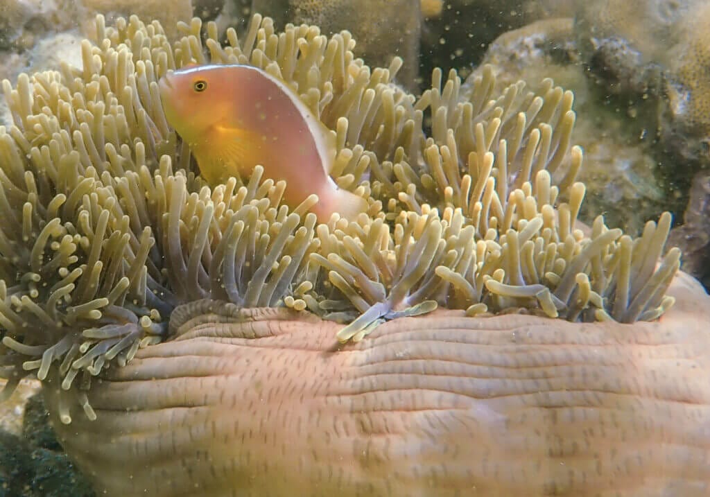 Nosestripe Anemonefish in the Anemone