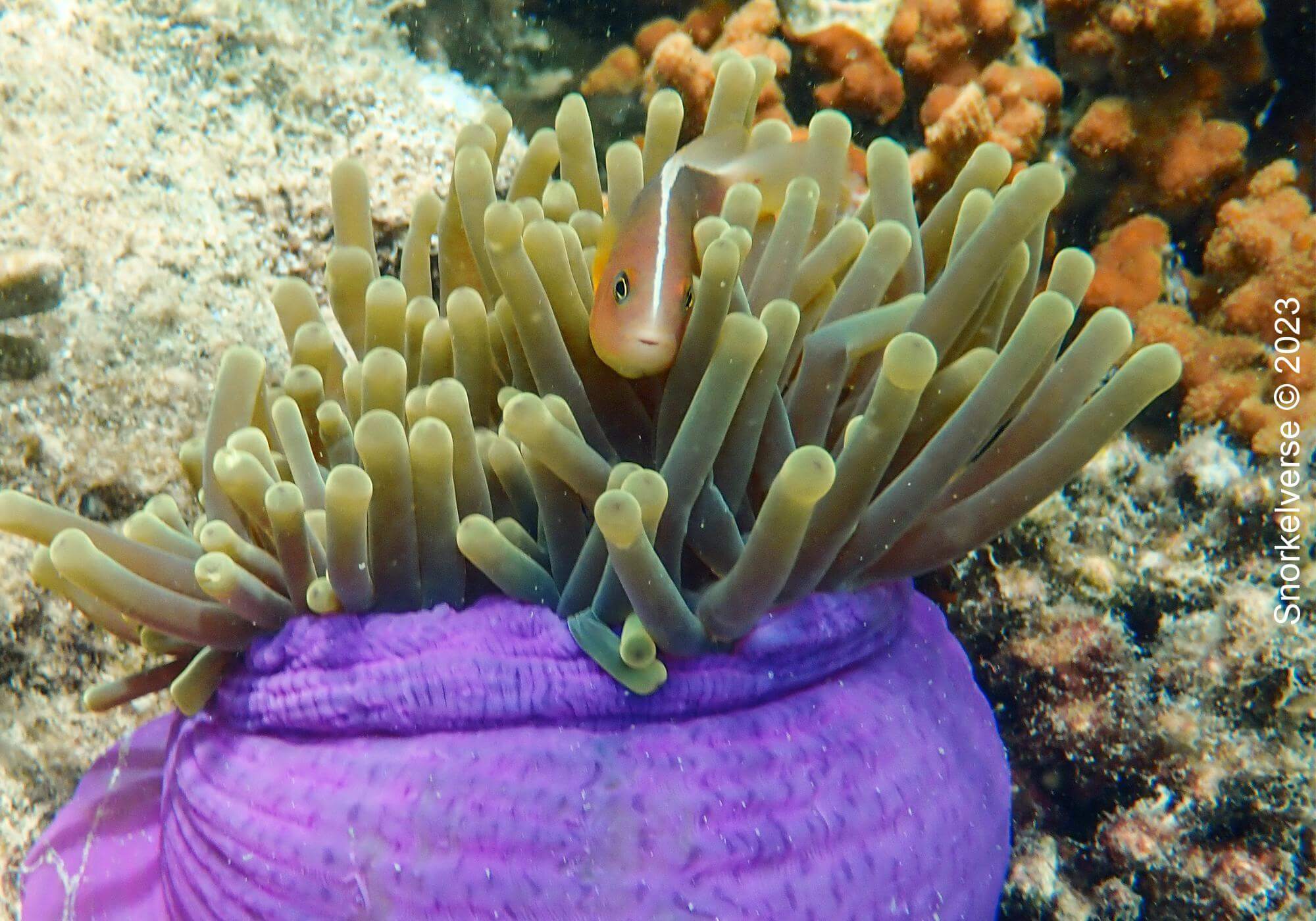 Nosestripe Anemonfeish in violet Anemone