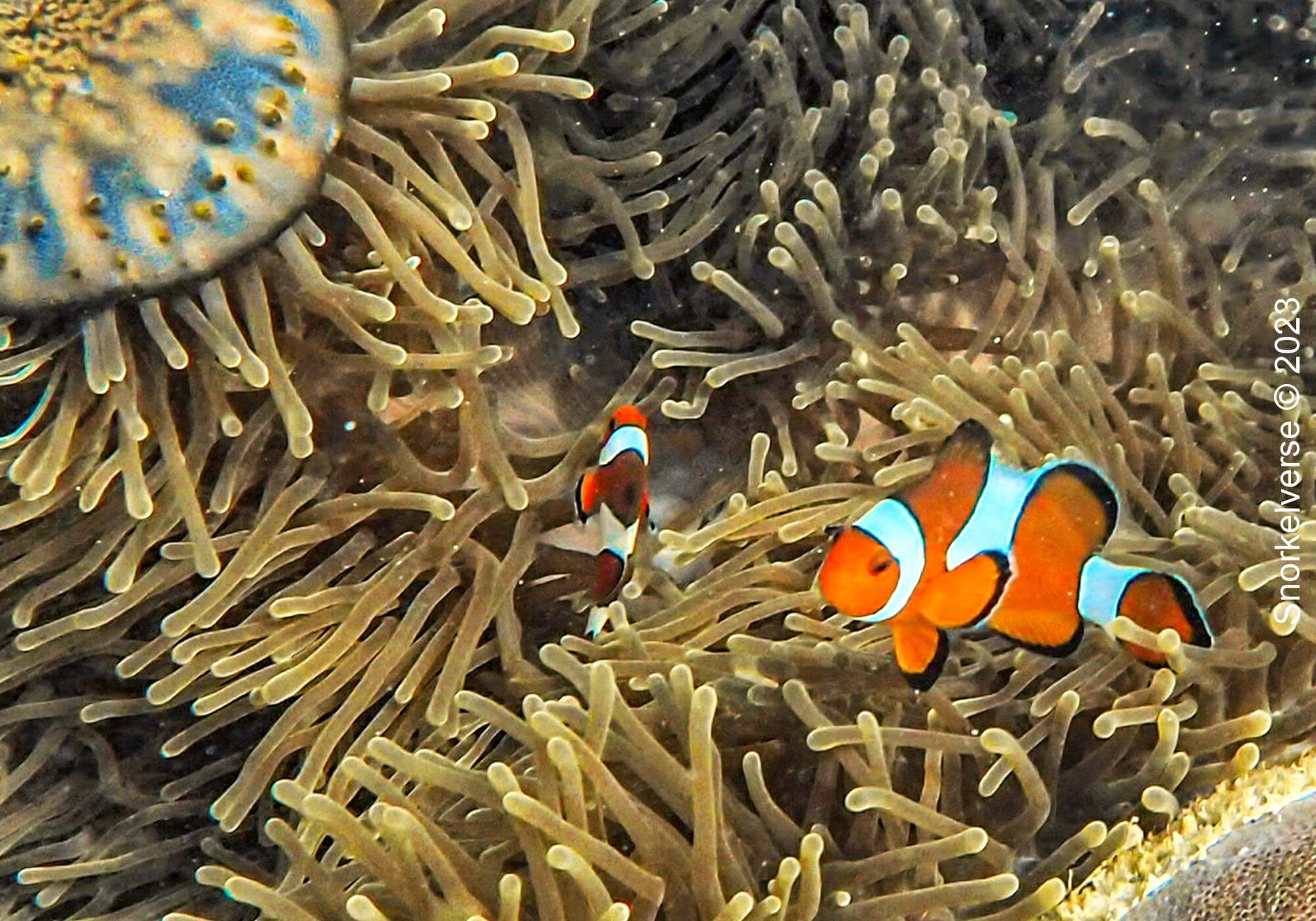 Oscellaris Clownfish Koh Adang 3