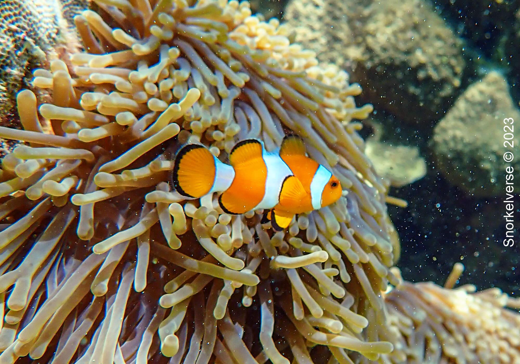 Snorkeling Sunrise Beach, Koh Lipe 30 Oscellaris Clownfish Sunrise Beach 3