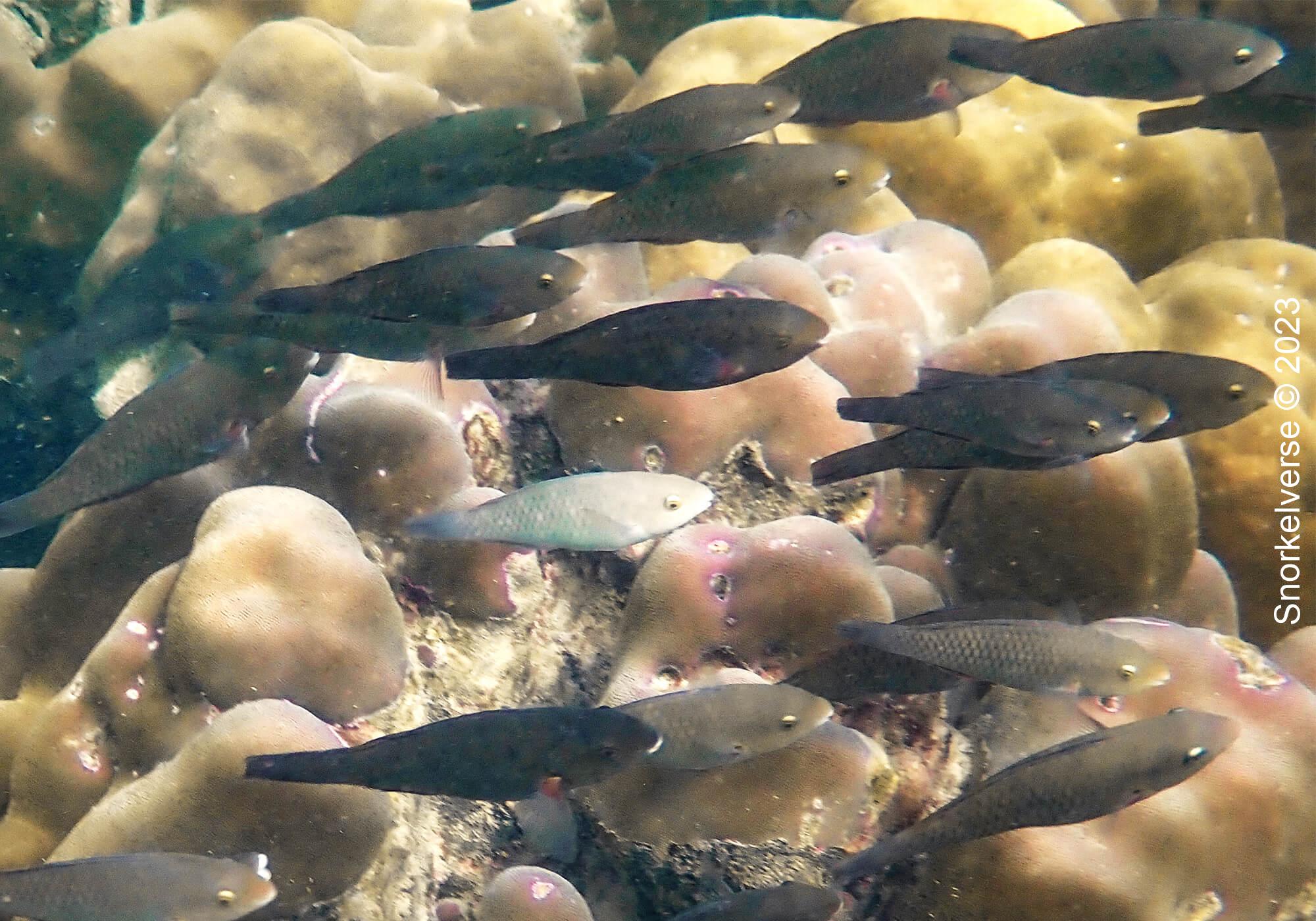 School of Parrotfish