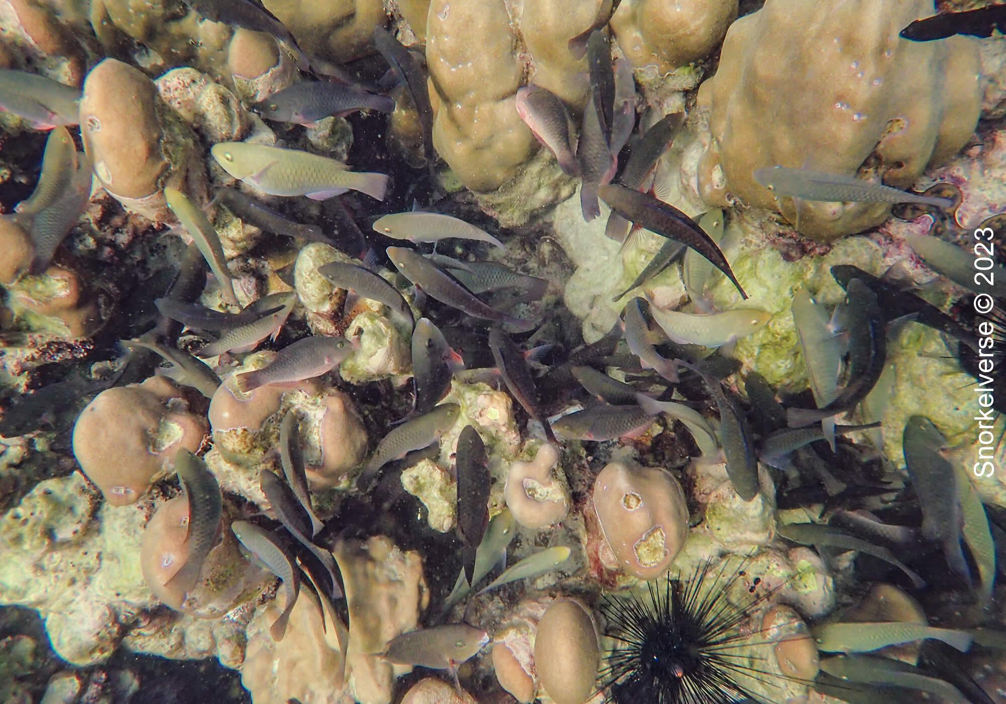 School Of Parrot Fish