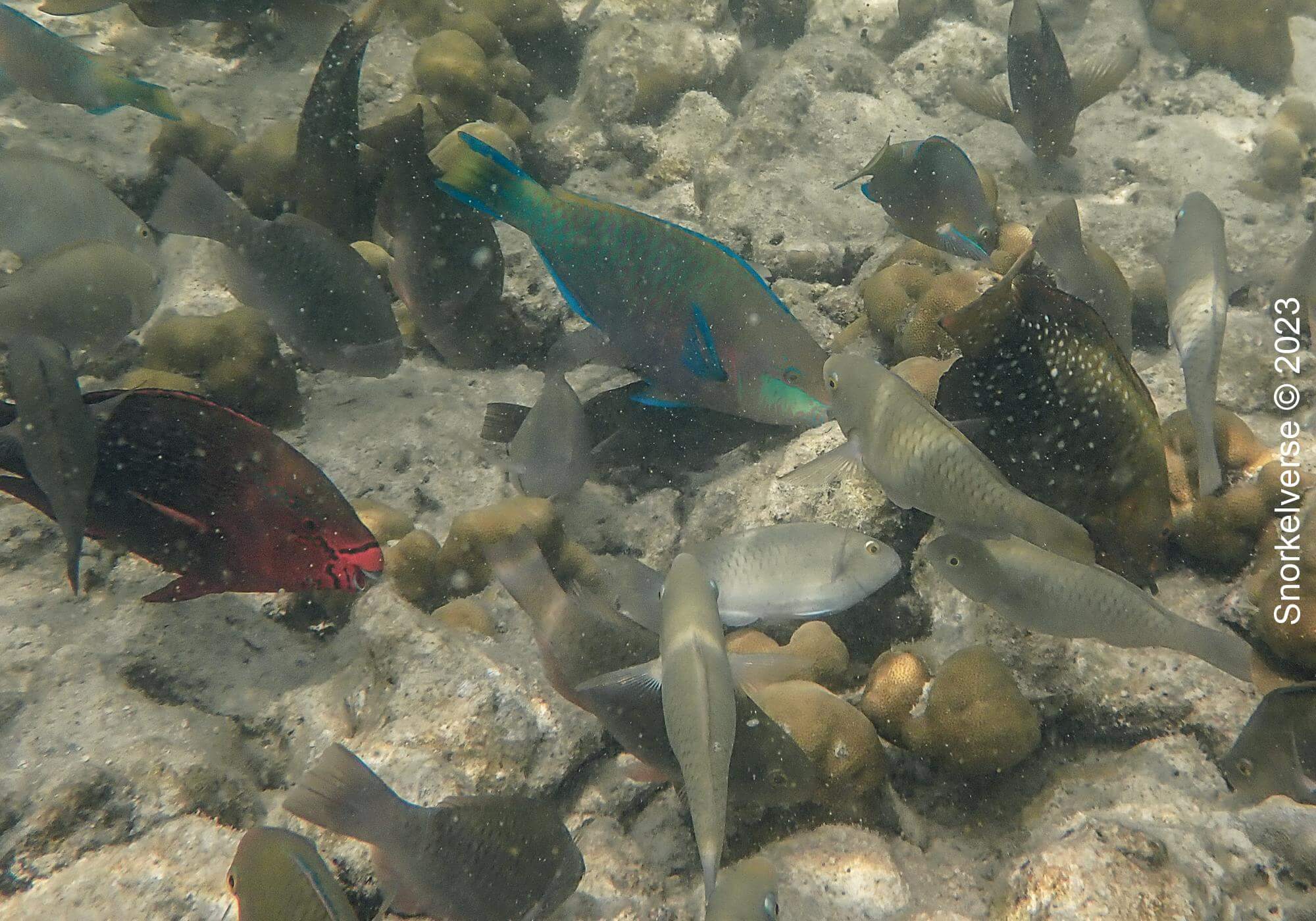 Parrot Fish Feeding