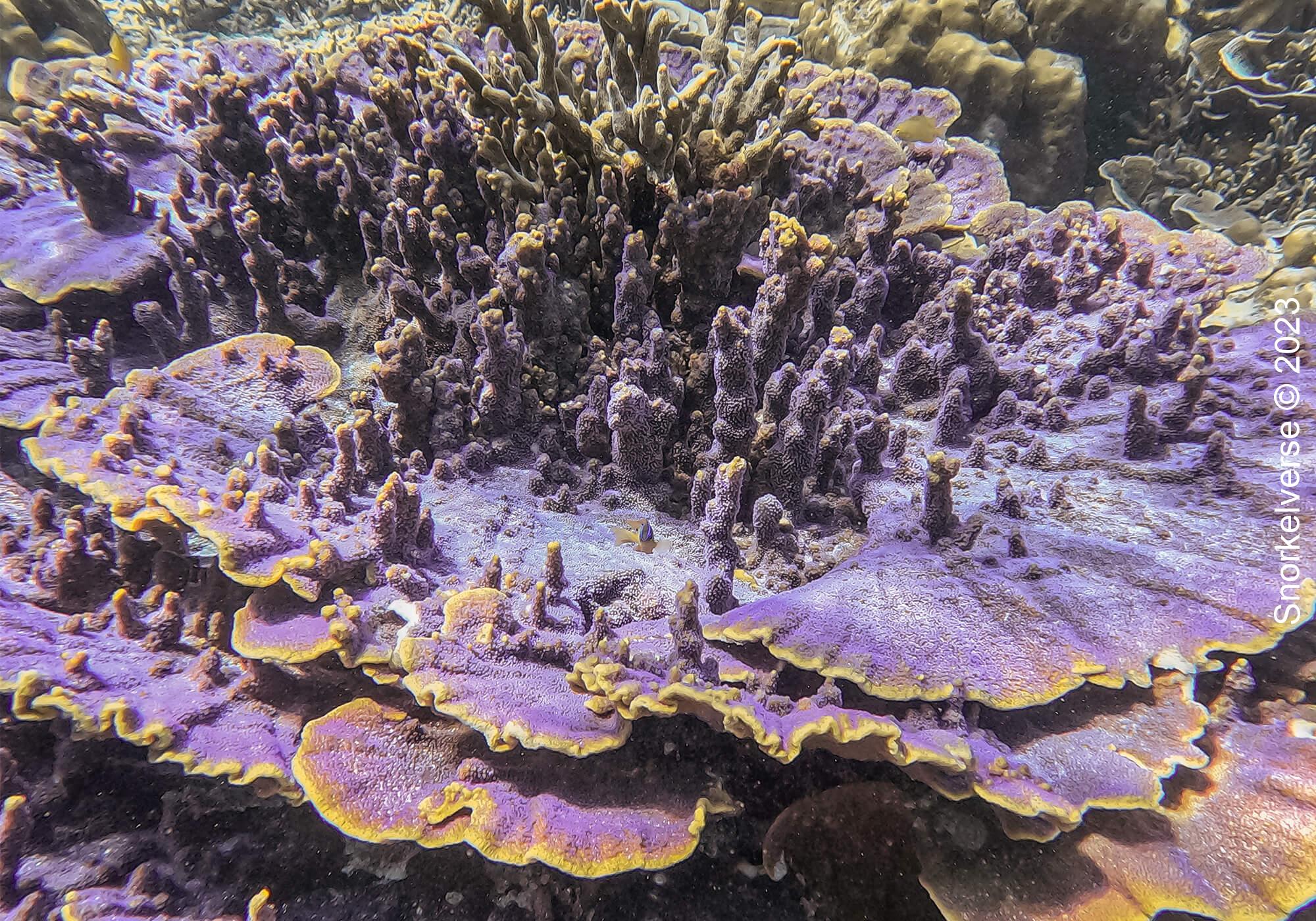 Snorkeling the remote islands of Koh Haa 29 Purple Coral Close Up