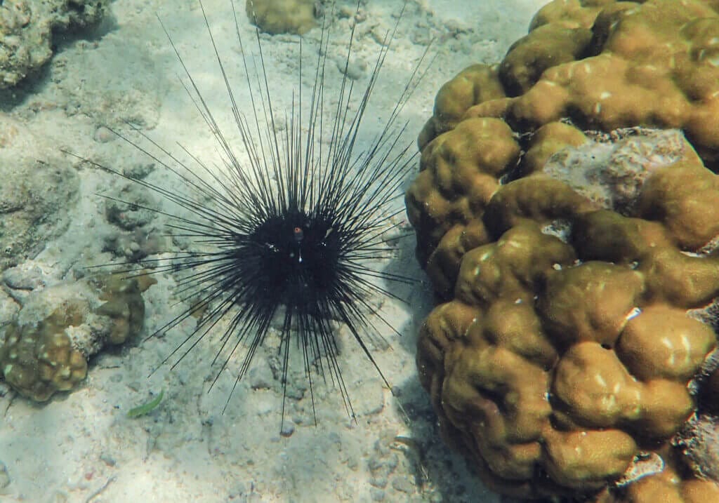 Black Sea Urchin