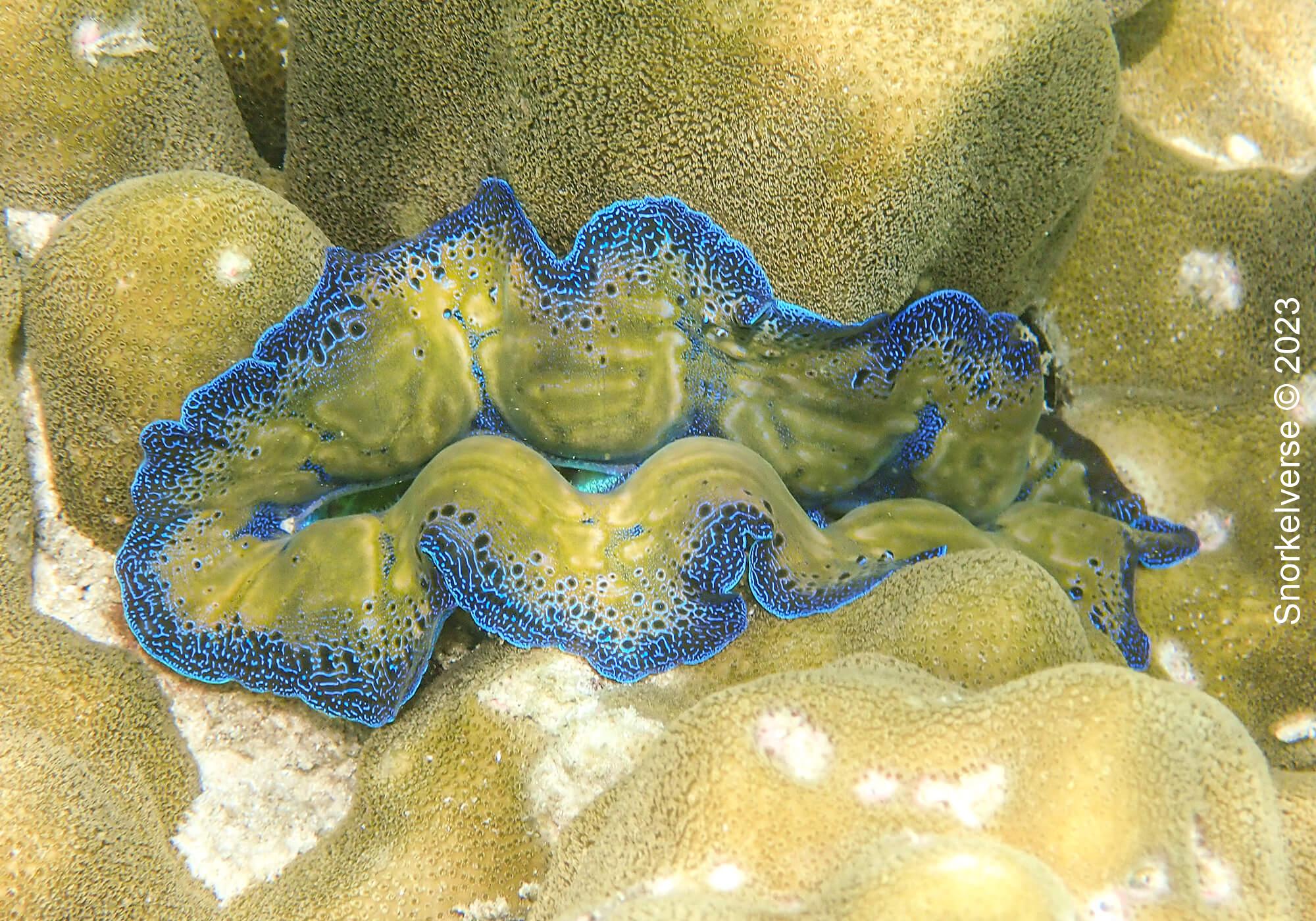 Snorkeling Sunrise Beach, Koh Lipe 37 Clam