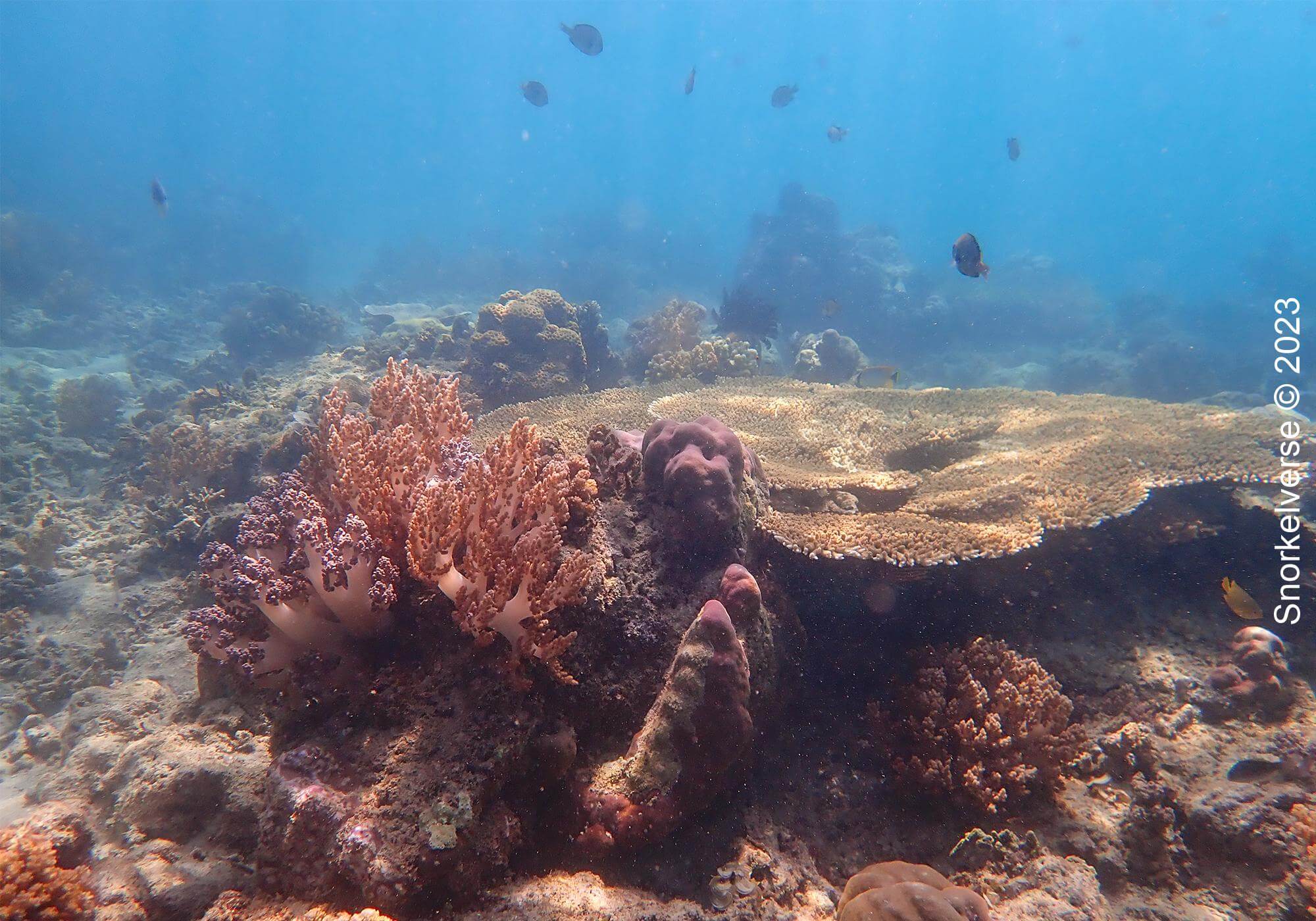 Snorkeling with turtles at Gili Air 35 Table Coral Gili Air
