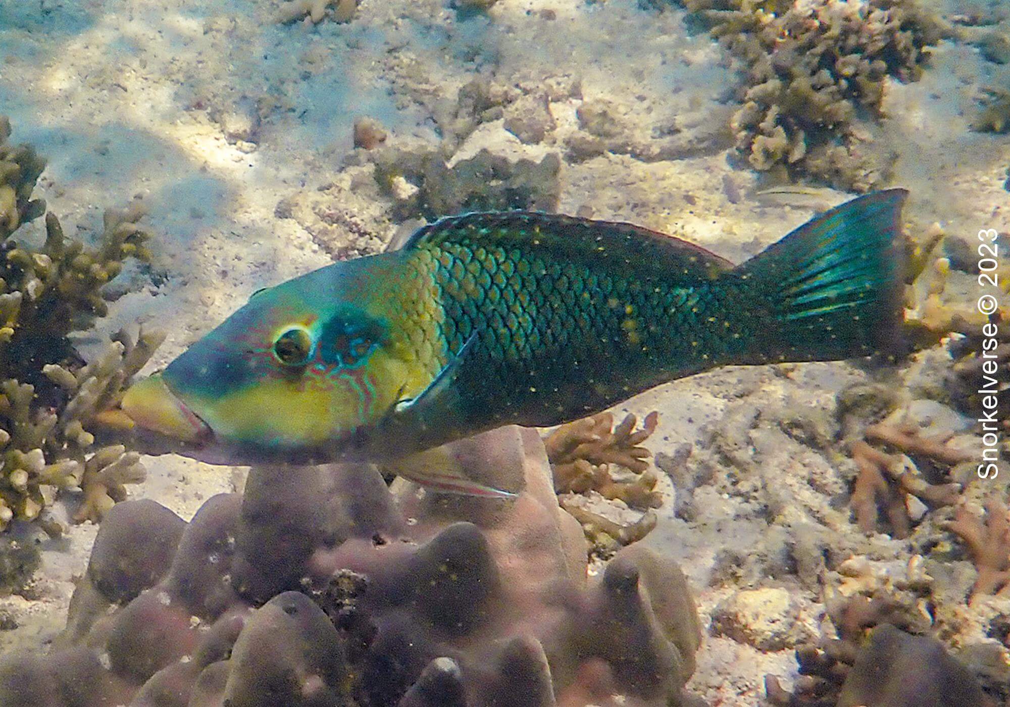 Wrasse, Sunrise Beach, Koh Lipe