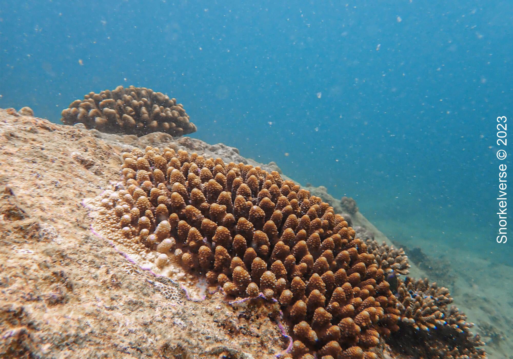 Coral growing on rocks