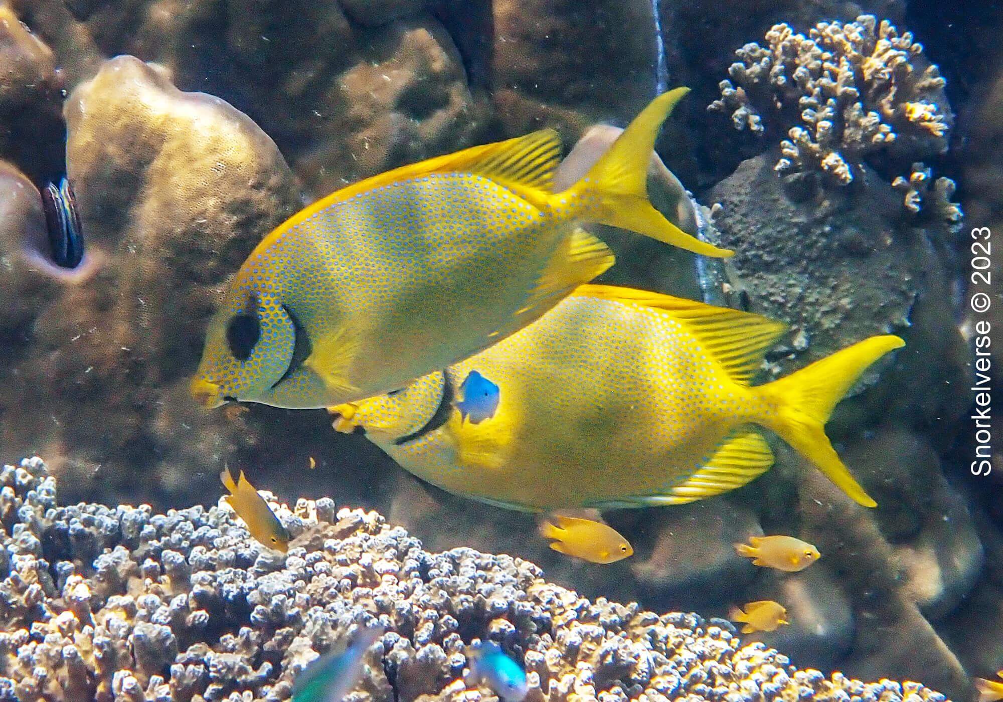 Snorkeling Surin Islands, Thailand 30 Blackeye Rabbitfish, Chong Kad Channel, Surin Islands