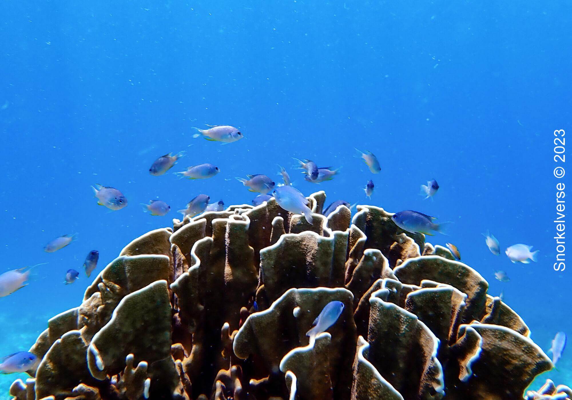 Blue Coral, Honeymoon Bay, Similan Islands