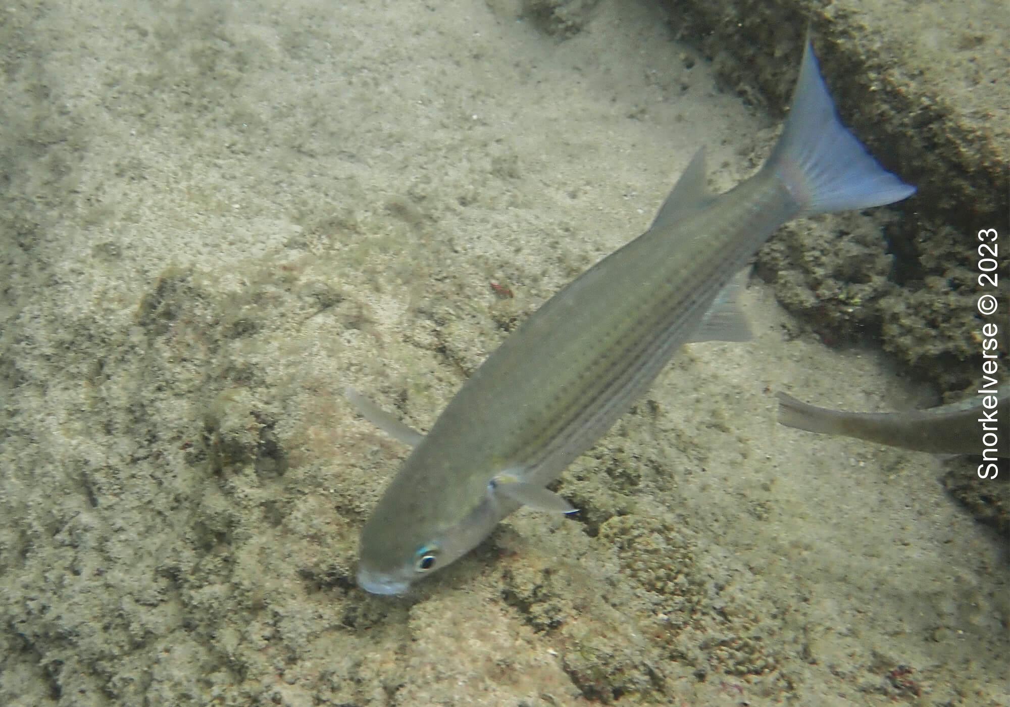 Bluetail Mullet Feeding, Kata Beach Noi