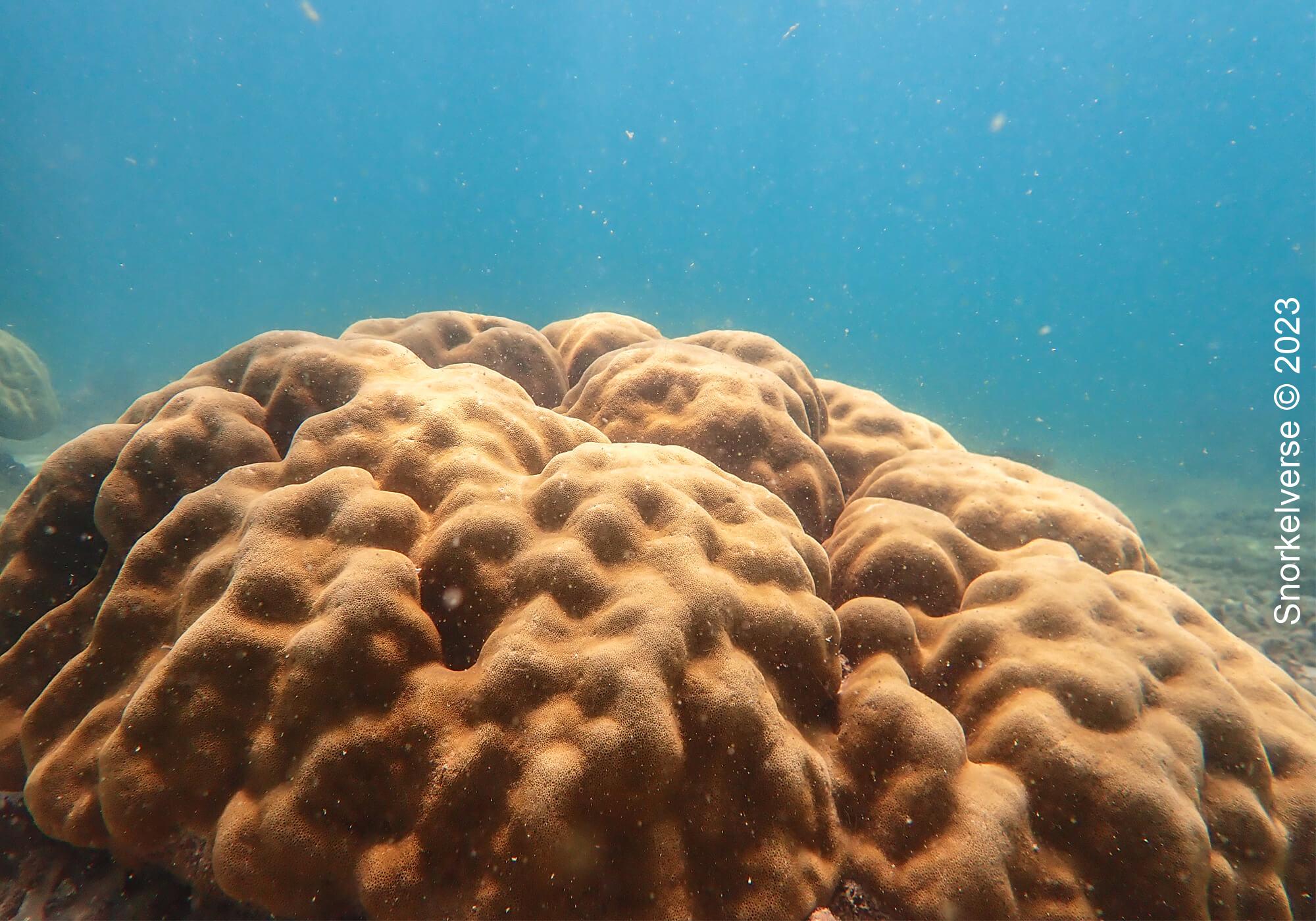Boulder coral, Khai Nui