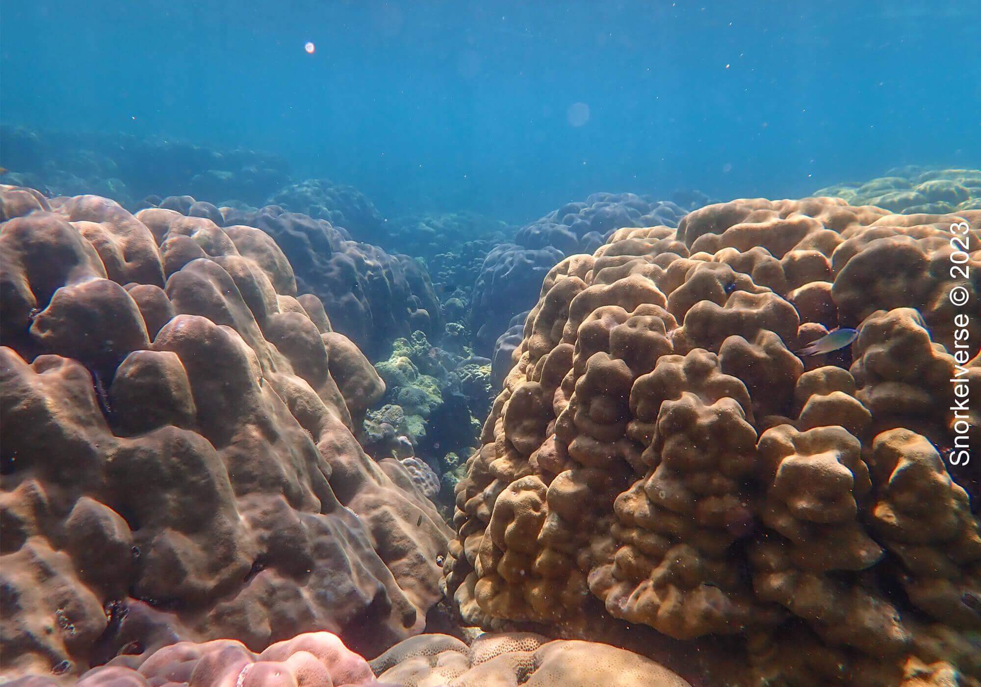 Boulder Coral Reef, Surin Islands, Thailand