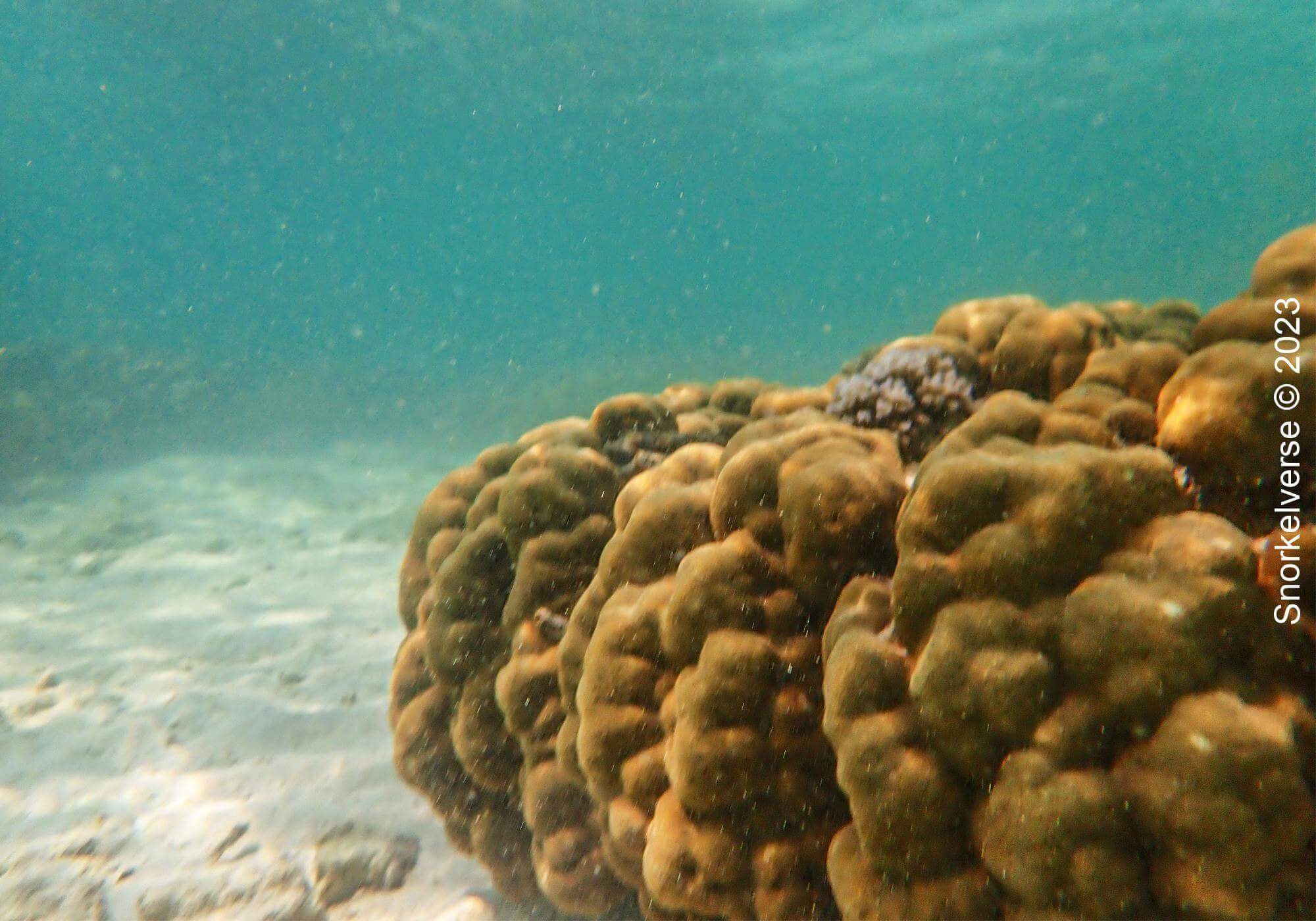 Boulder Coral, Coral Island
