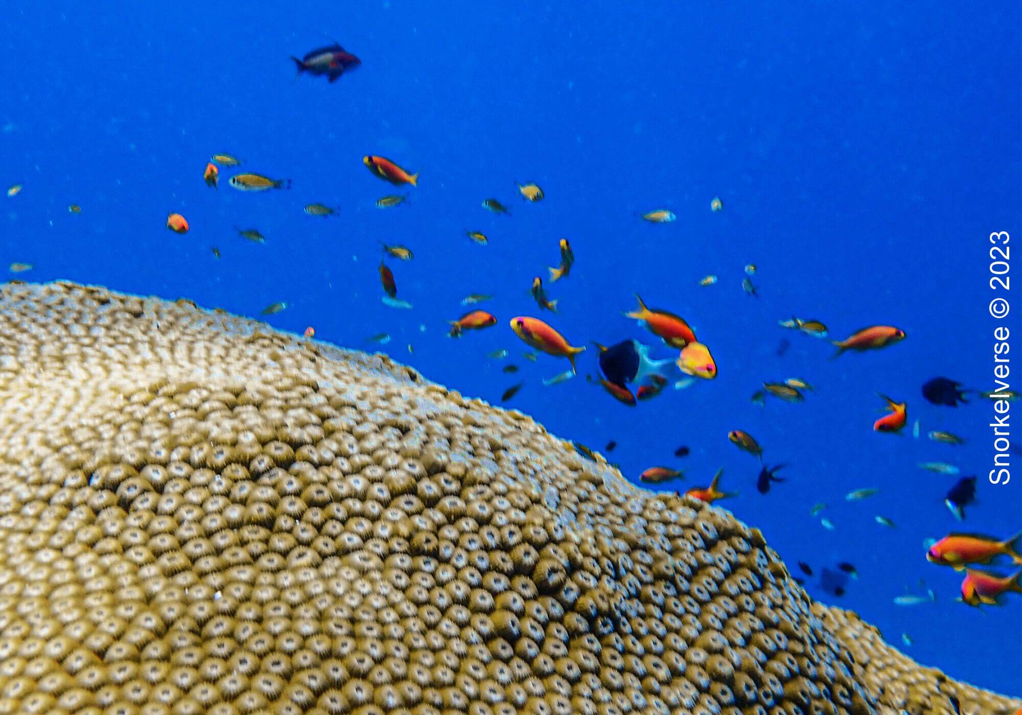 Boulder Star Coral, Honeymoon Bay, Similan Islands