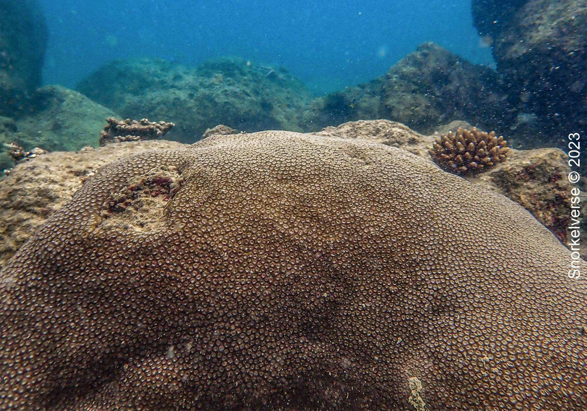 Boulder Star Coral