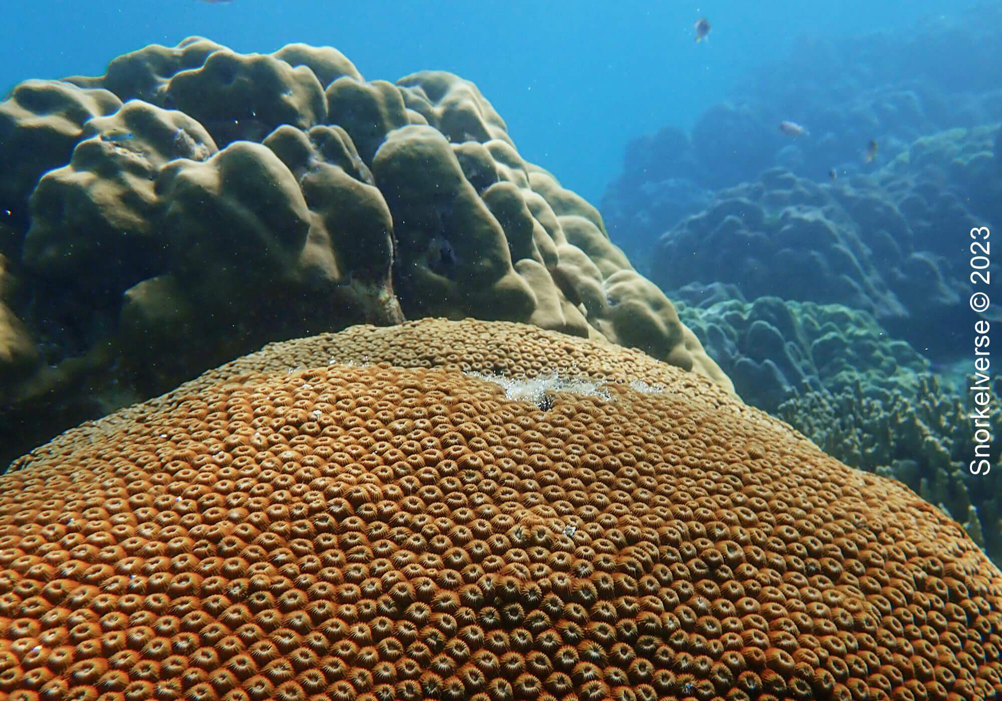 Boulder Star Coral, Mae Yai Bay, Surin Islands