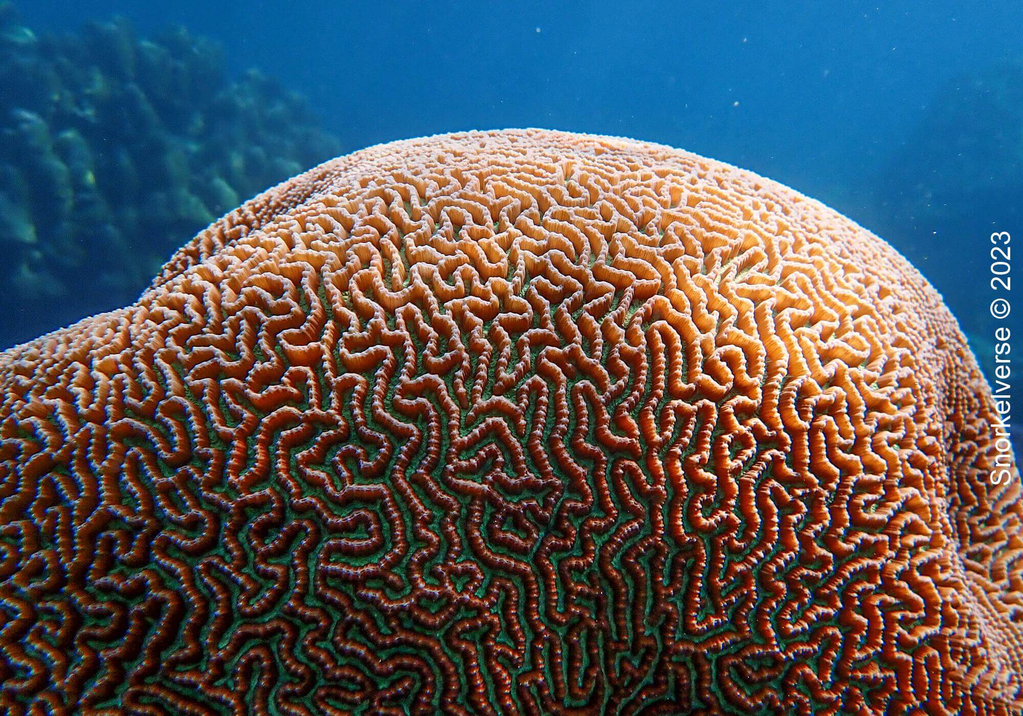 Mazed Brain Coral, Surin Islands, Thailand
