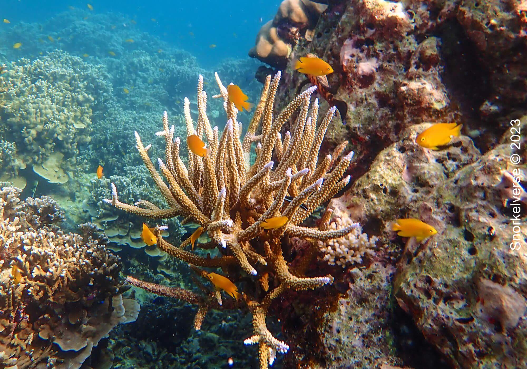 Damselfish, Branch Coral, Surin Islands