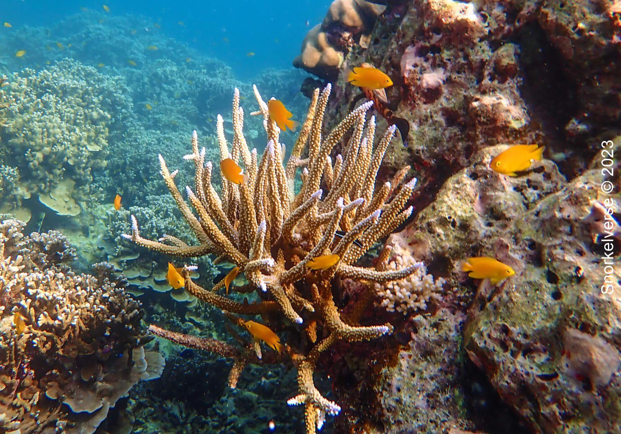 Snorkeling Surin Islands, Thailand 48 Damselfish, Branch Coral, Surin Islands