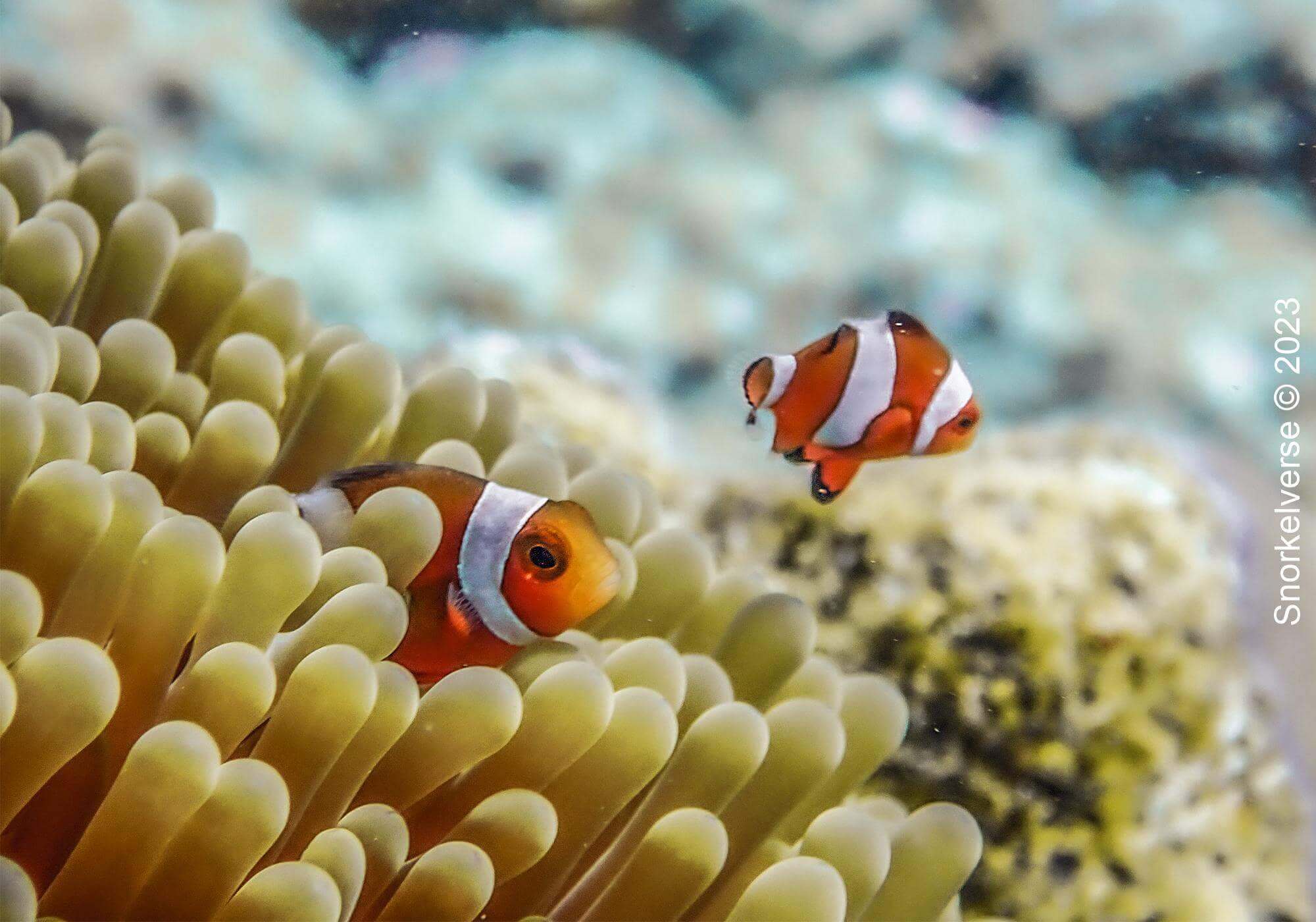Snorkeling Surin Islands, Thailand 29 Clownfish, Chong Kad Channel, Surin Islands