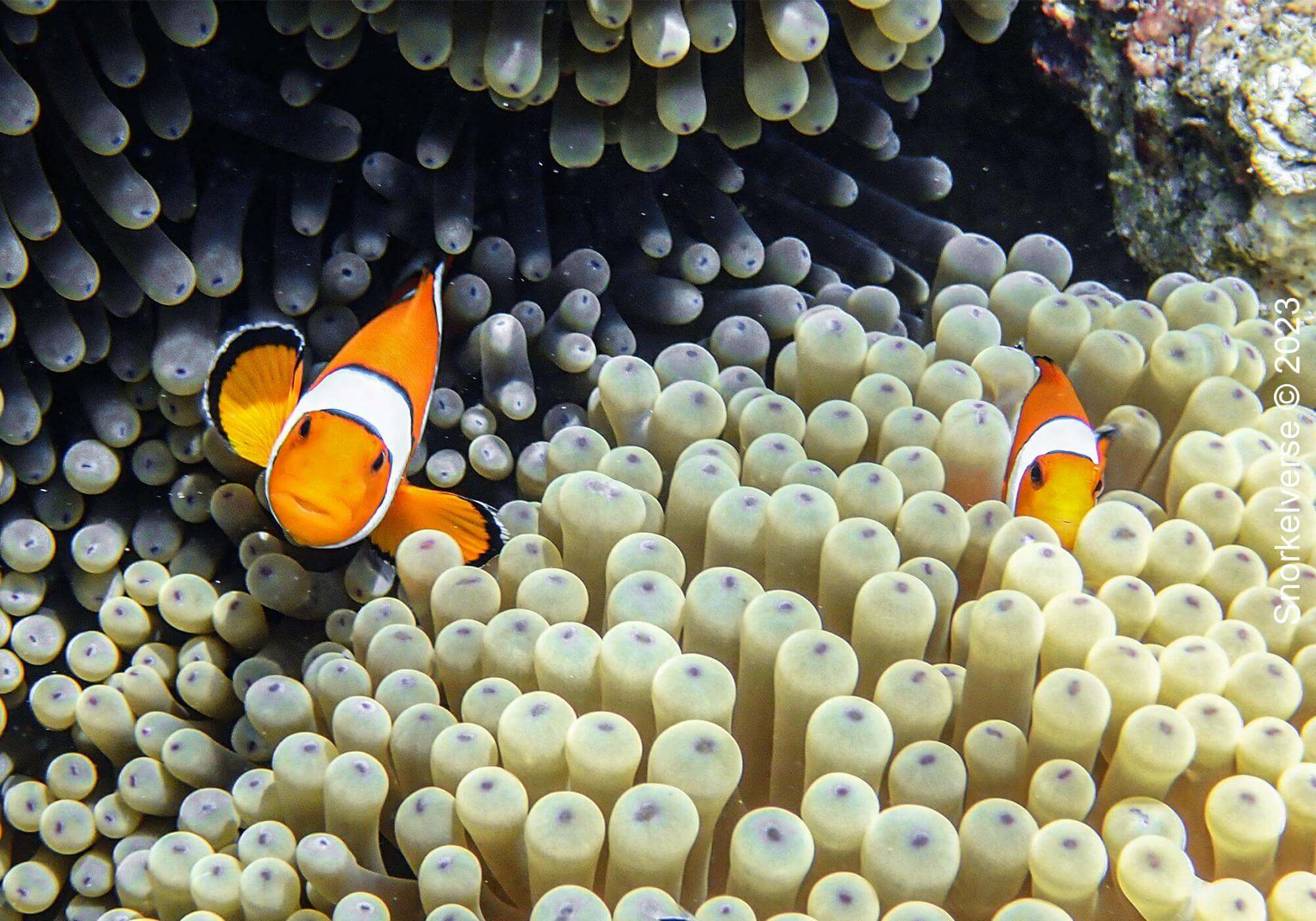 Snorkeling Surin Islands, Thailand 27 Oscellaris Clownfish, Chong Kad Channel, Surin Islands
