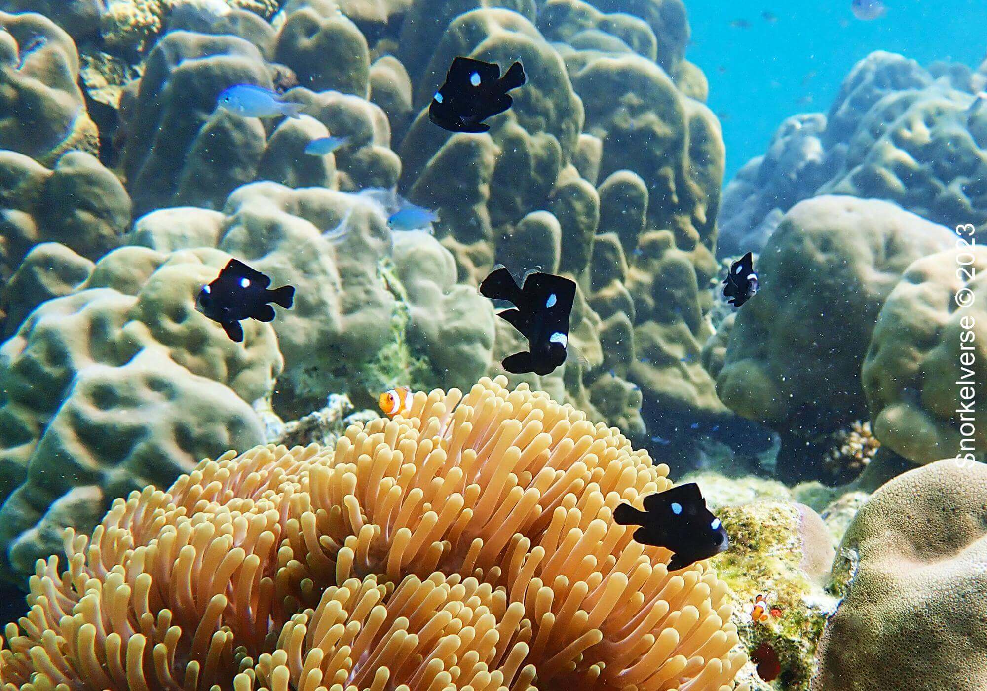 Snorkeling Surin Islands, Thailand 32 Clownfish, Chong Kad Channel, Surin Islands
