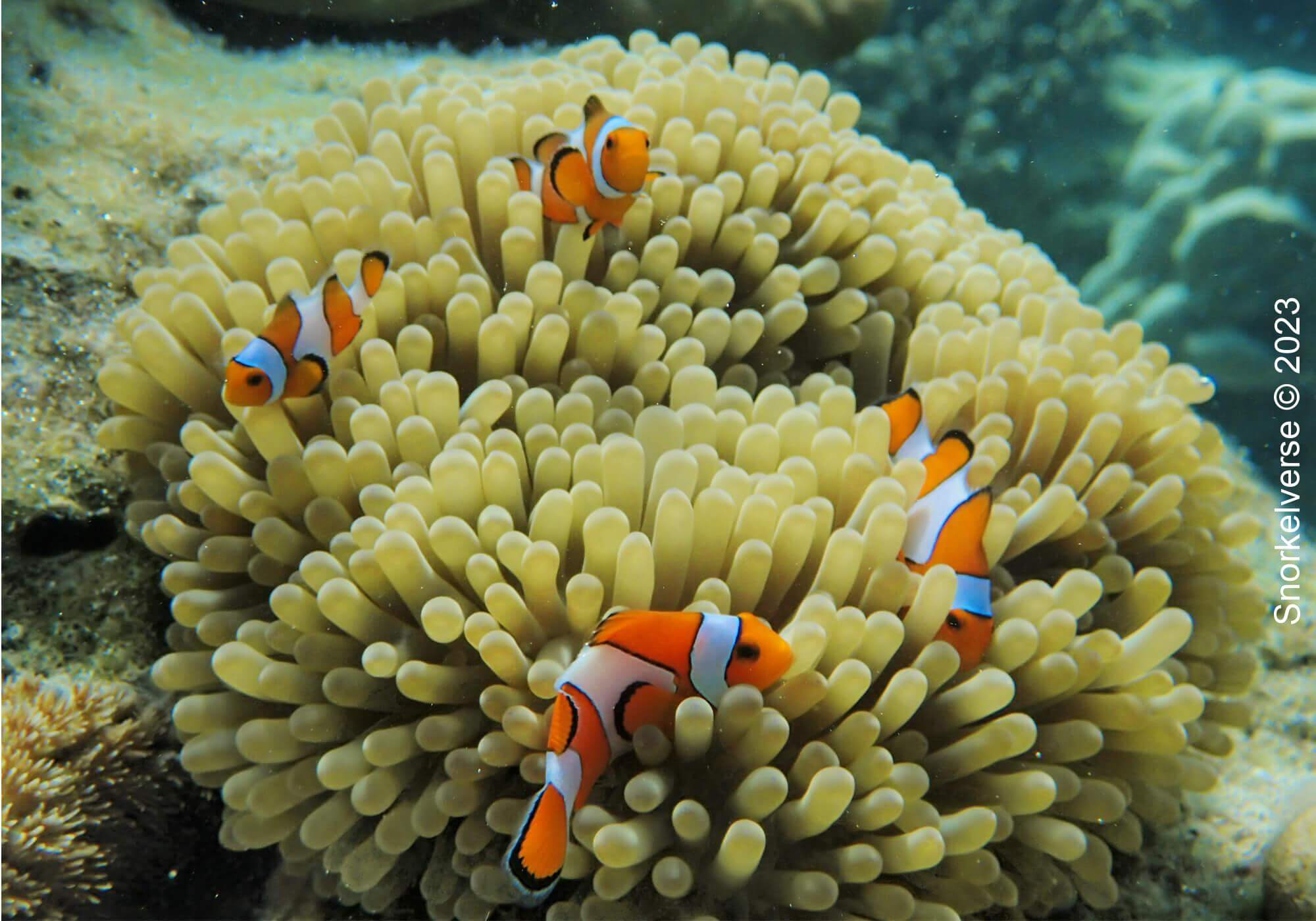 Snorkeling Surin Islands, Thailand 42 Clownfish, Surin Islands