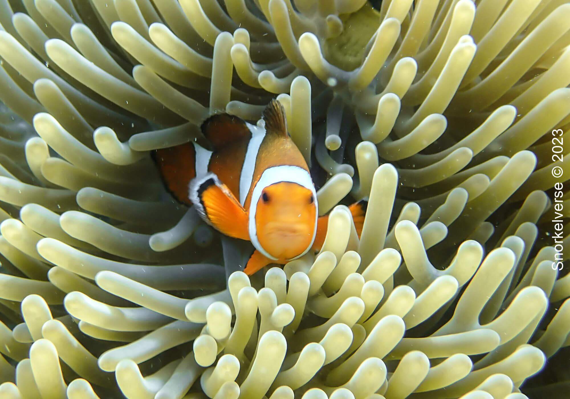 Clownfish, Surin Islands