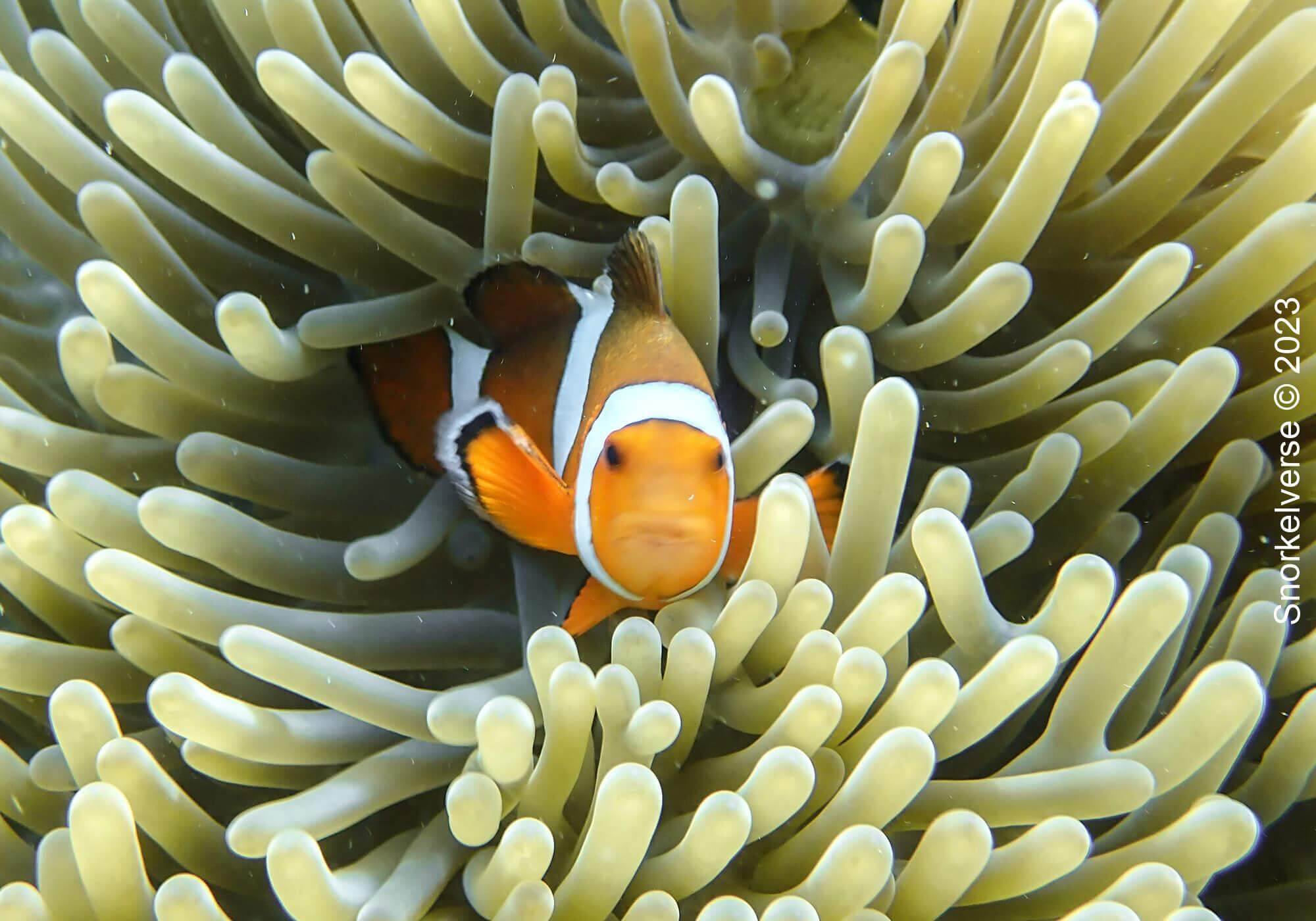 Snorkeling Surin Islands, Thailand 59 Clownfish, Surin Islands