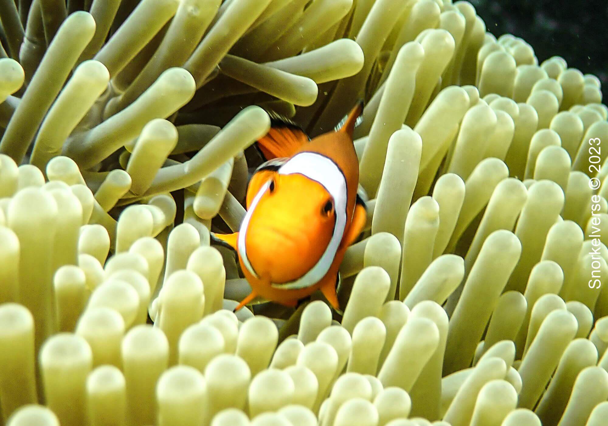 Oscellaris Clownfish, Surin Islands