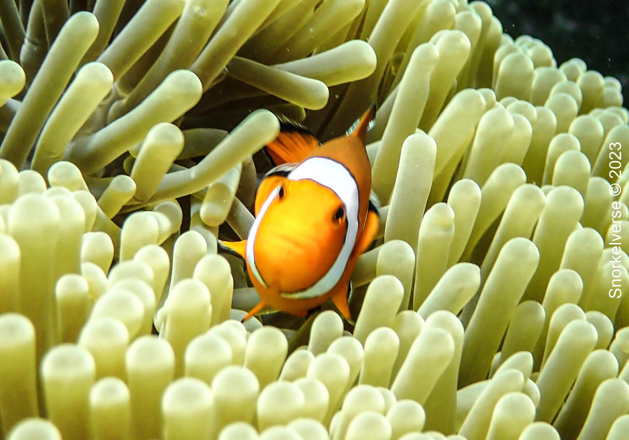 Snorkeling Surin Islands, Thailand 36 Oscellaris Clownfish, Surin Islands