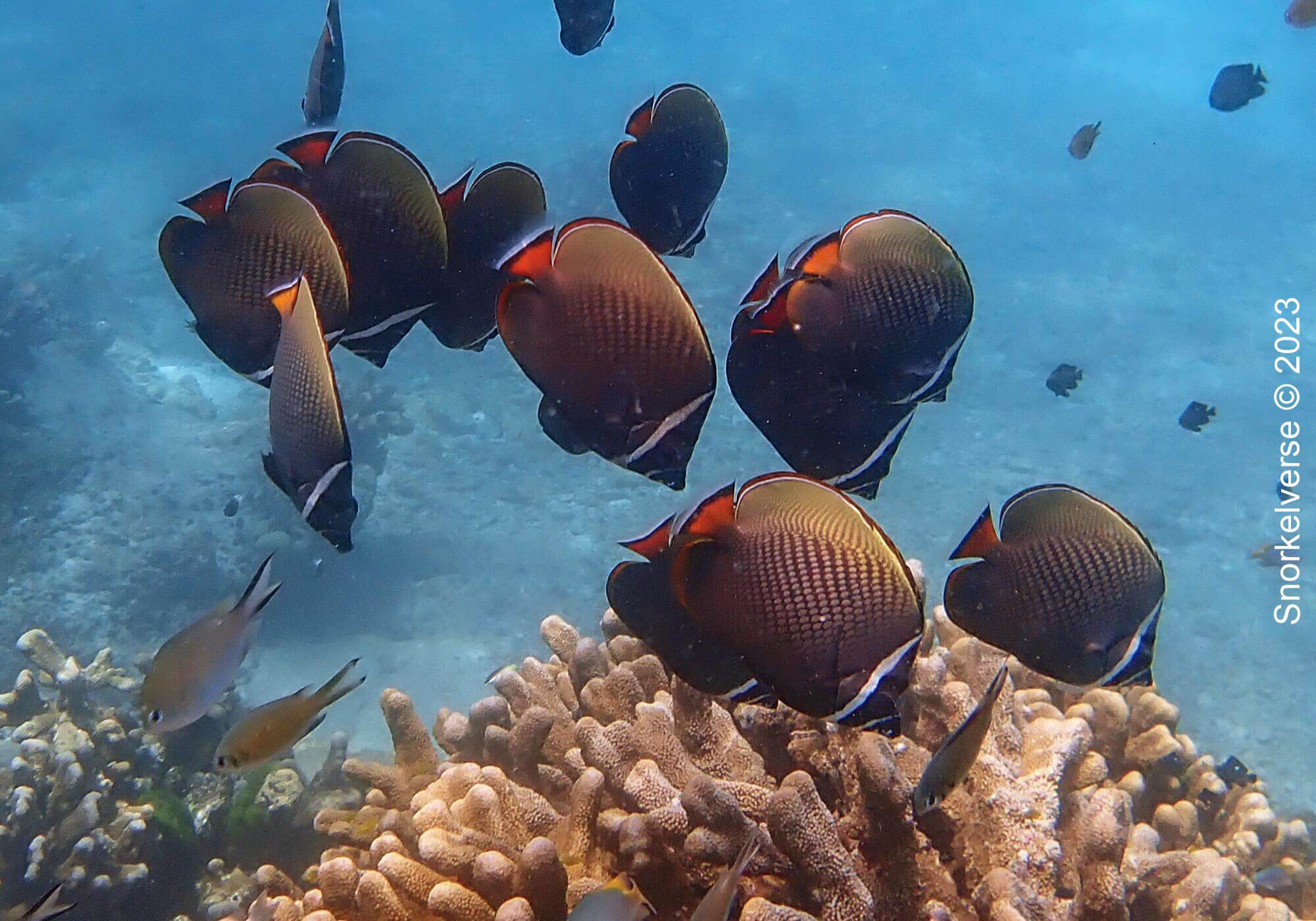 School of Collared Butterflyfish