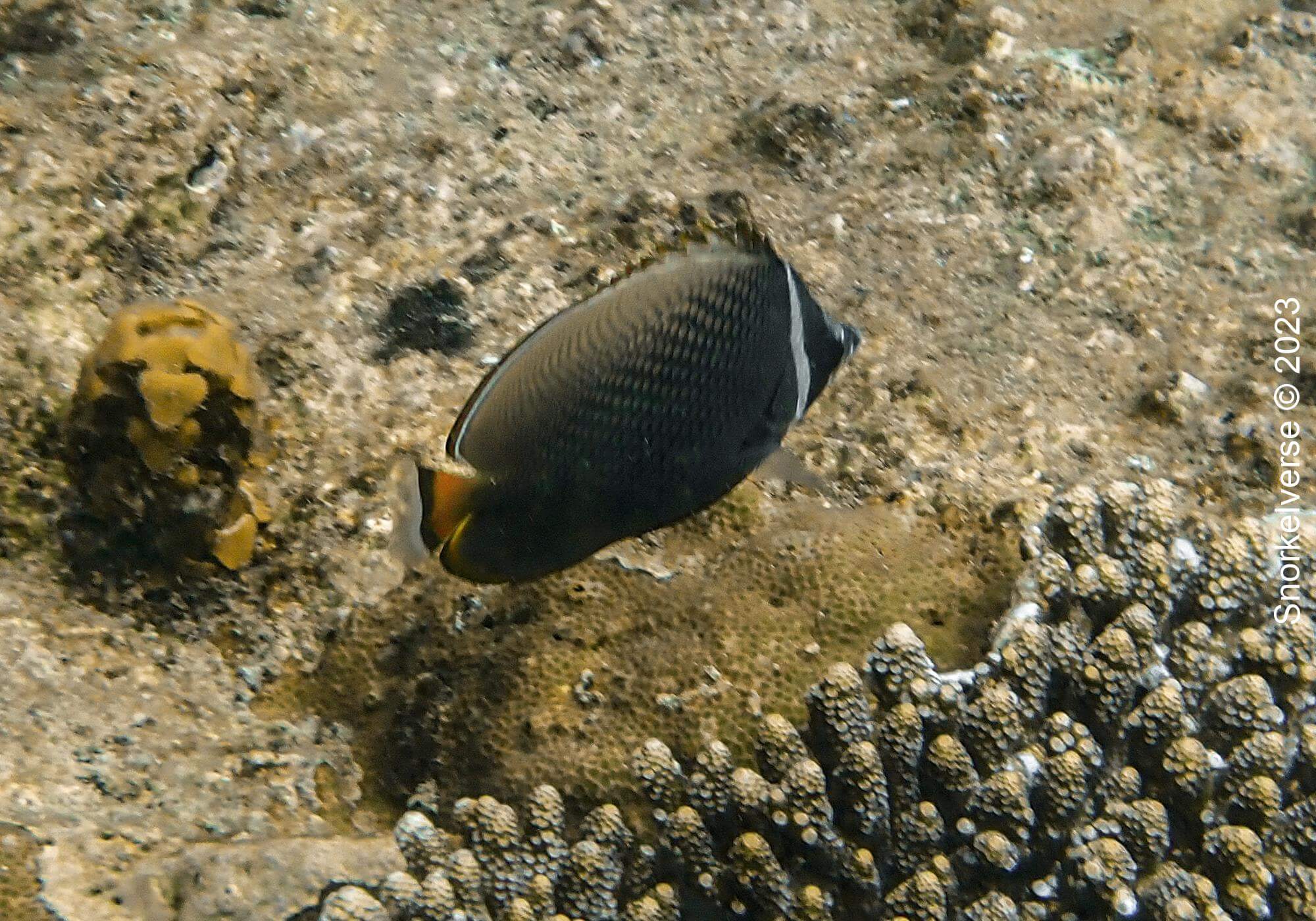 Collared Butterflyfish, Kata Beach Noi